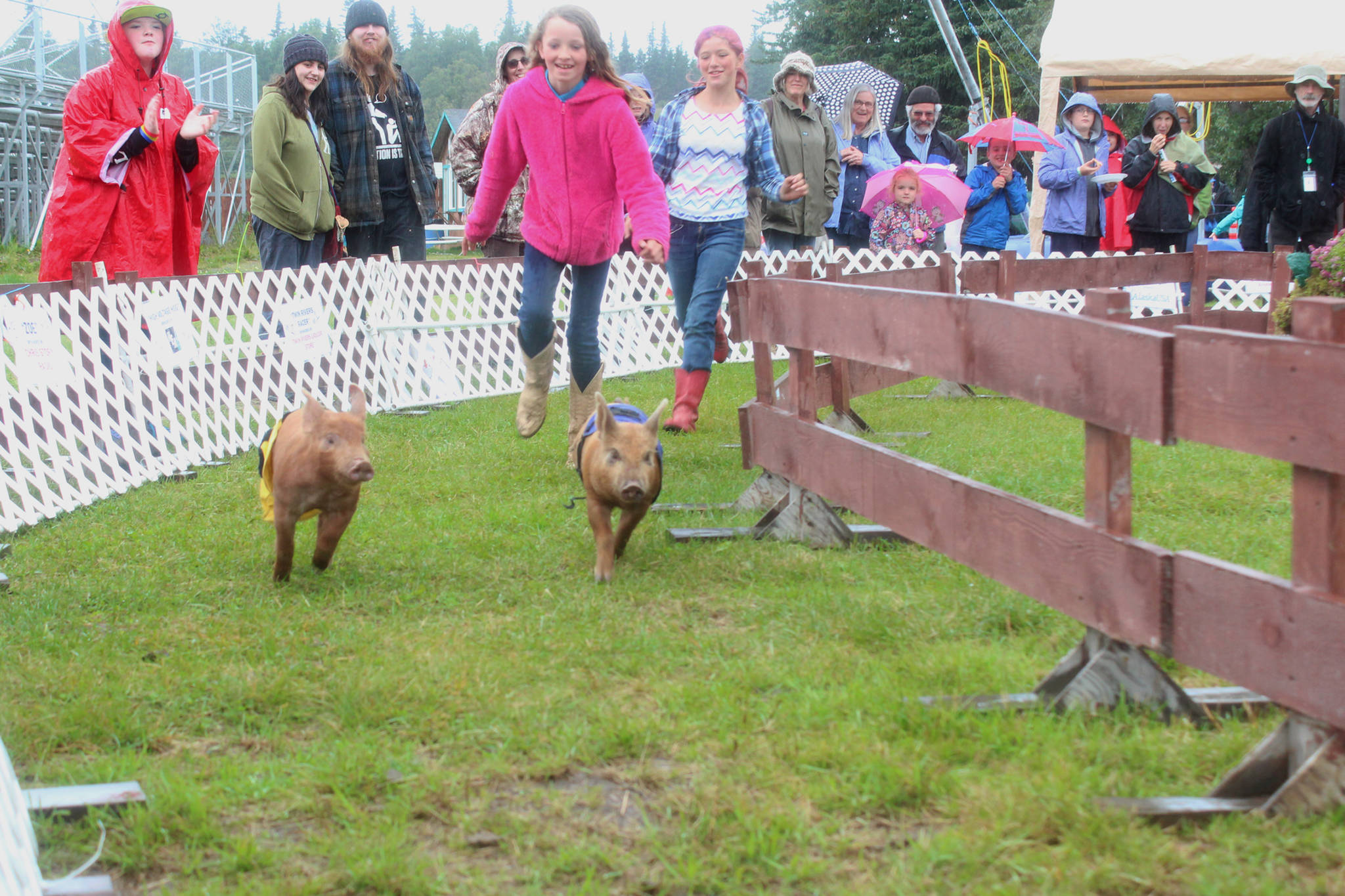 Trinity White, 10, and Alexa Richards, 12, chase pigs down the track during the pig races at the Kenai Peninsula Fair on Friday, Aug. 18, 2017 in Ninilchik, Alaska. Race organizers need volunteer chasers to keep the pigs going in the right direction. (Photo by Megan Pacer/Homer News, file)