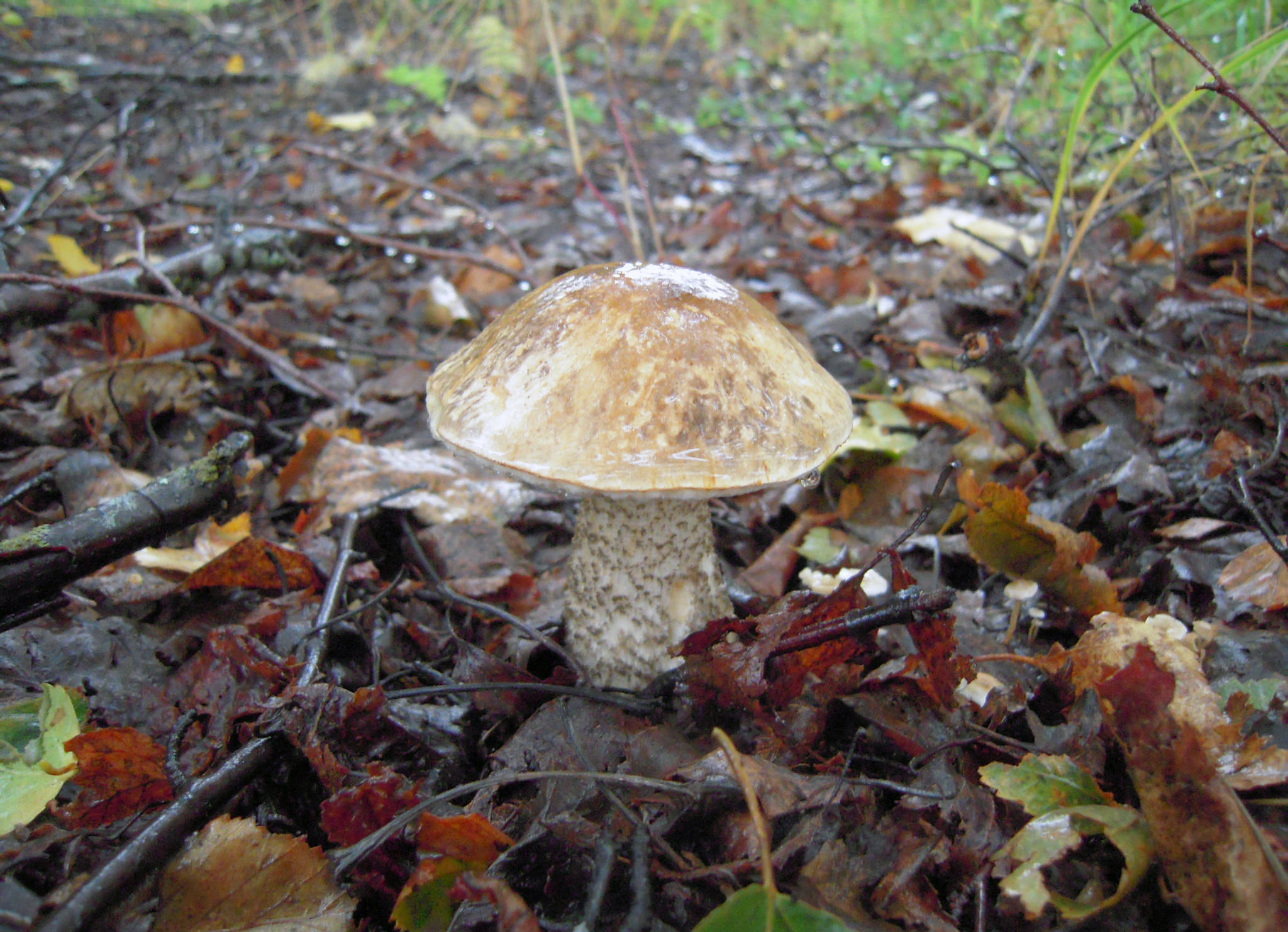 An edible Alaskan scaber-stalk mushroom grows on the Keen Eye Trail on the Kenai National Wildlife Refuge in September 2014. The scaber-stalks form mycorrhizal relationships with roots of trees and shrubs, but the mycorrhizal partners of the Alaskan scaber-stalk are not yet known. (Photo by Matt Bowser/USFWS)
