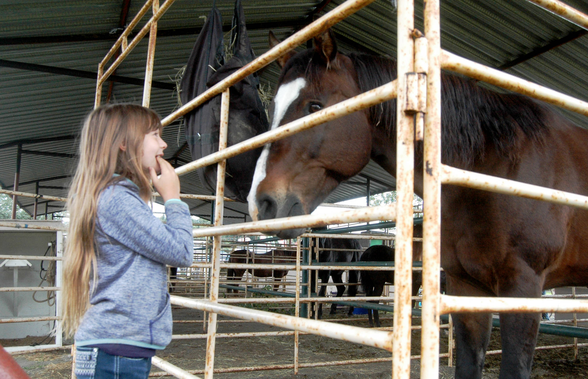 A young visitor admires a horse in the pens at the Kenai Peninsula Fair on Aug. 18, 2018 in Ninilchik, Alaska. (Photo by Elizabeth Earl/Peninsula Clarion)