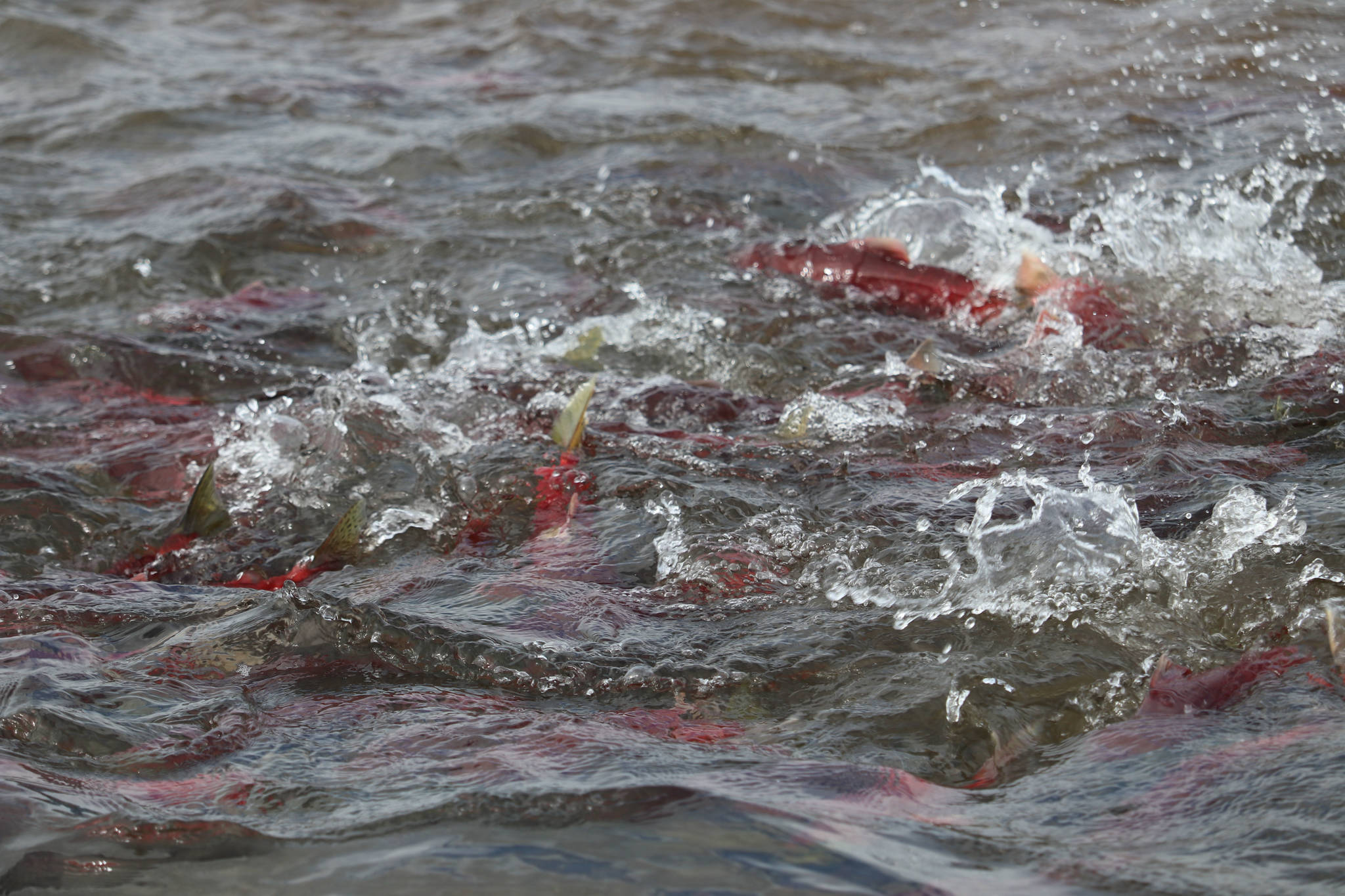Sockeye salmon school up at the mouth of Uno Creek off Beverley Lake in the Bristol Bay watershed on August 10, 2018. Mary Catharine Martin | SalmonState