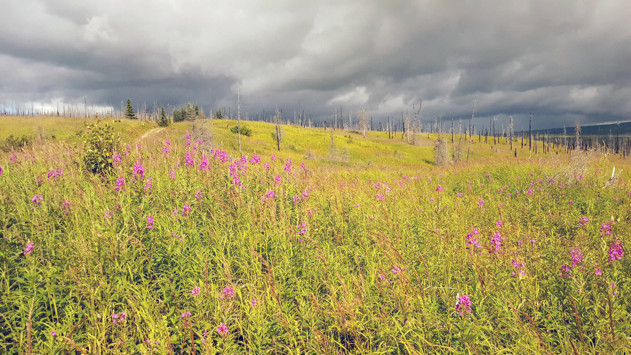 Grasslands in the Caribou Hills, dominated by the native but invasive bluejoint reedgrass, support a seemingly sparse arthropod and plant community. (Photo provided by Kenai National Wildlife Refuge)