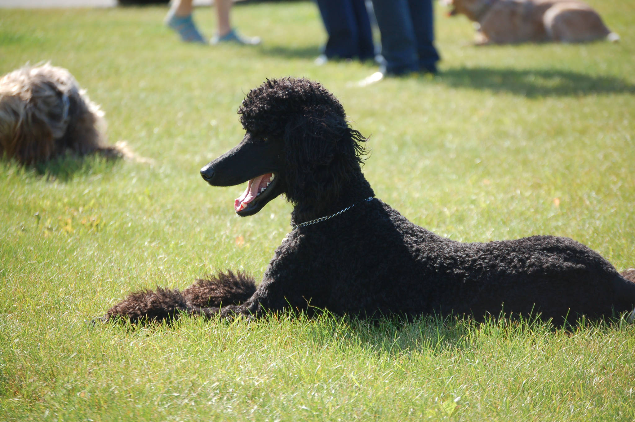 A poodle named Chloe demonstrates her sitting skills during a Scotch Pines Dog Training class on Wednesday, Aug. 22, 2018, at Skyview Middle School in Soldotna, Alaska.