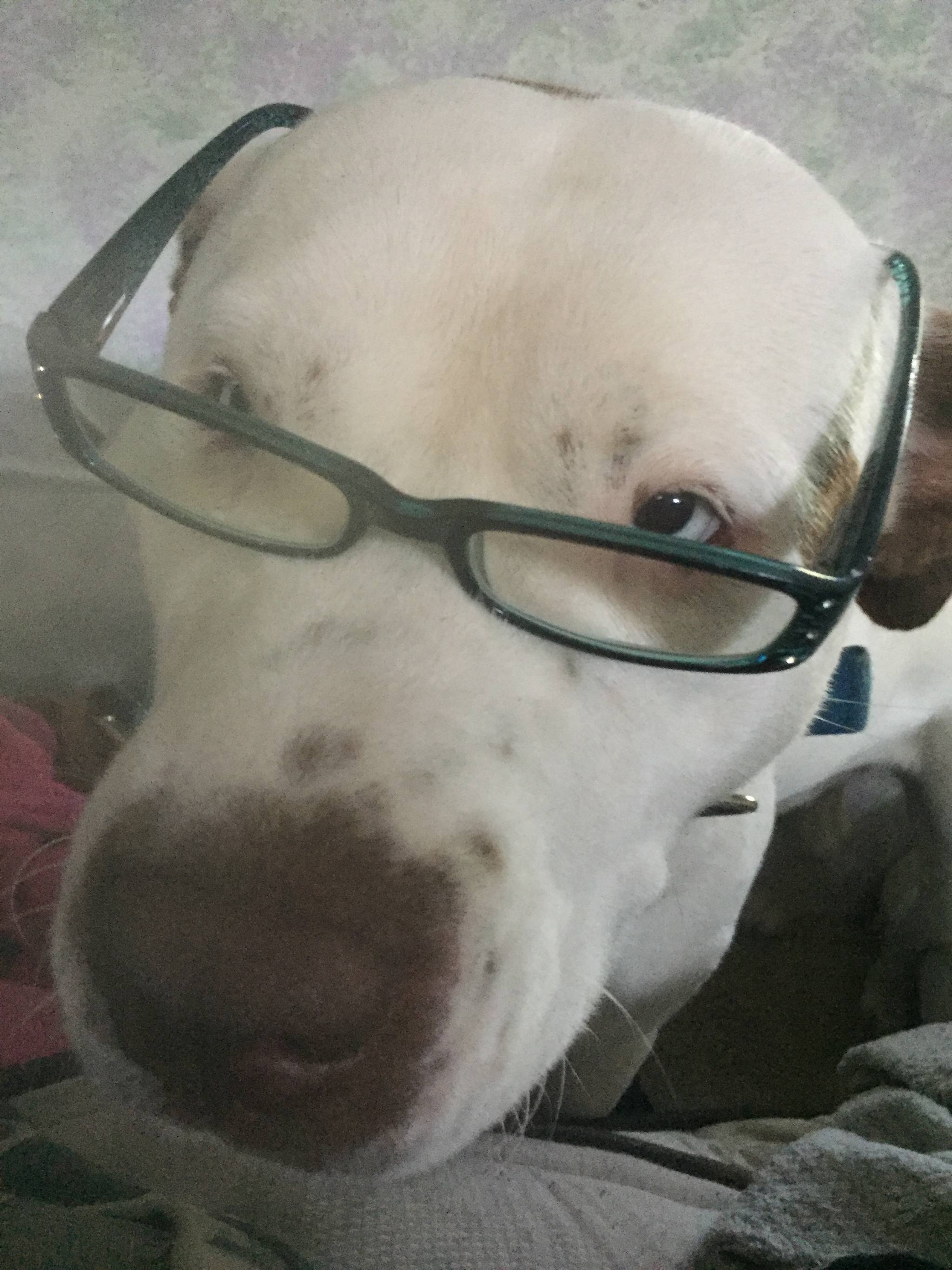 Snoopy, a 1-year-old mastiff, poses with reading glass in this undated photo. Snoopy was found shot and castrated, allegedly by his neighbor, in Nikiski on Tuesday night. (Photo courtesy of Valerie Henderson)