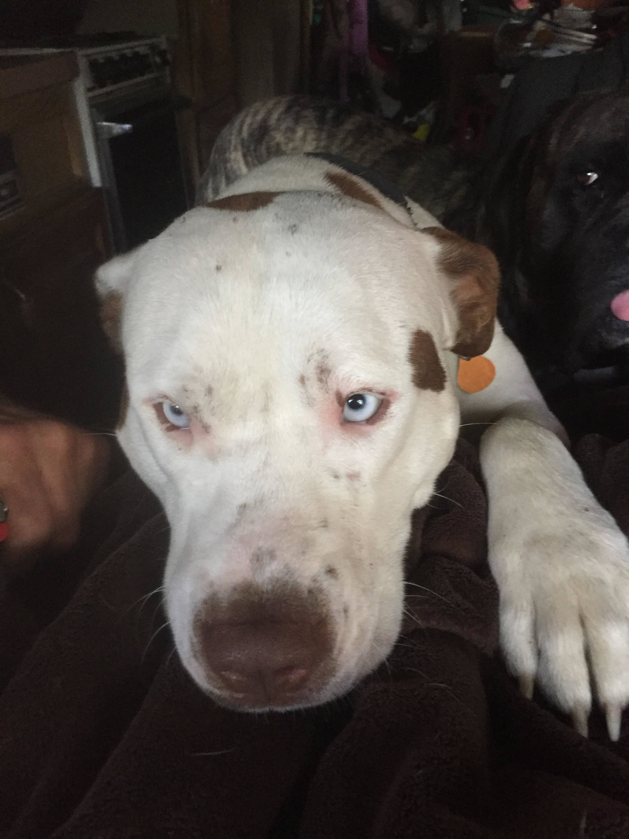 Nikiski man allegedly shoots, castrates neighbor’s dog Peninsula Clarion