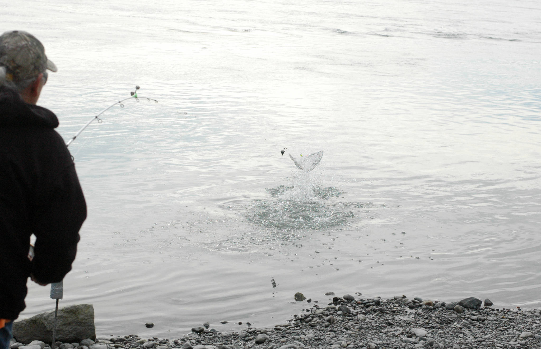 An angler wrestles with a silver salmon on her line in the Kenai River at Cunningham Park on Wednesday, Aug. 30, 2018 in Kenai, Alaska. (Photo by Elizabeth Earl/Peninsula Clarion)
