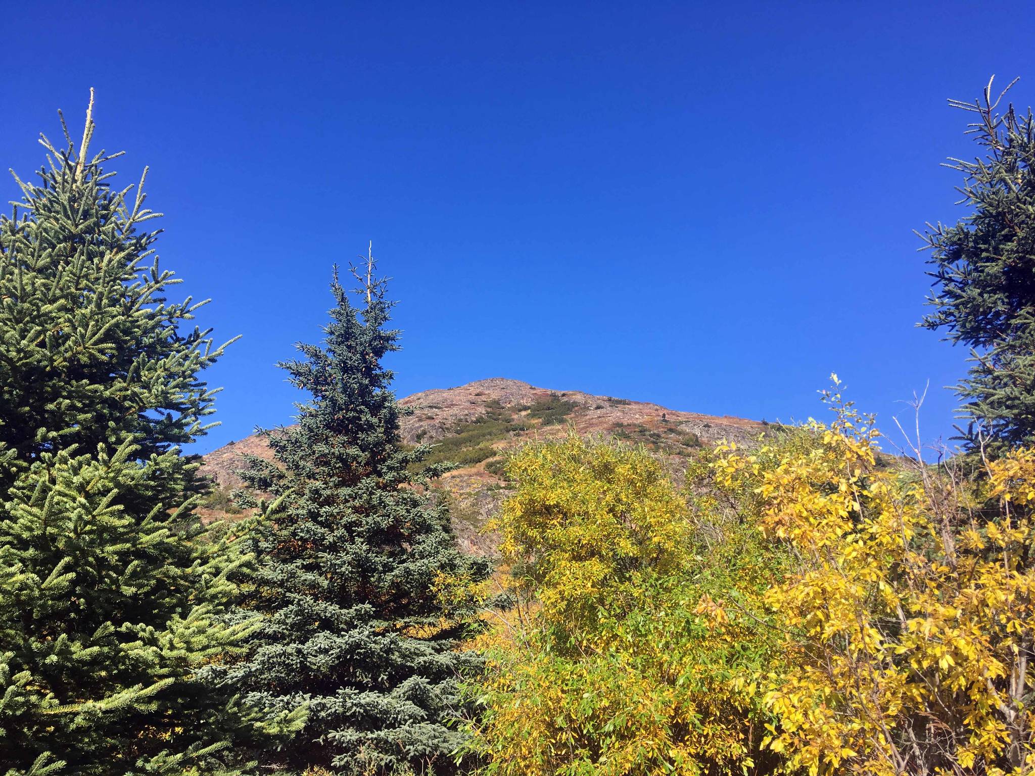 This photo, taken on the Skyline Trail on Sept. 20, 2017, shows the fall colors that will soon be starting to pop now that Labor Day is here. (Photo by Jeff Helminiak/Peninsula Clarion)