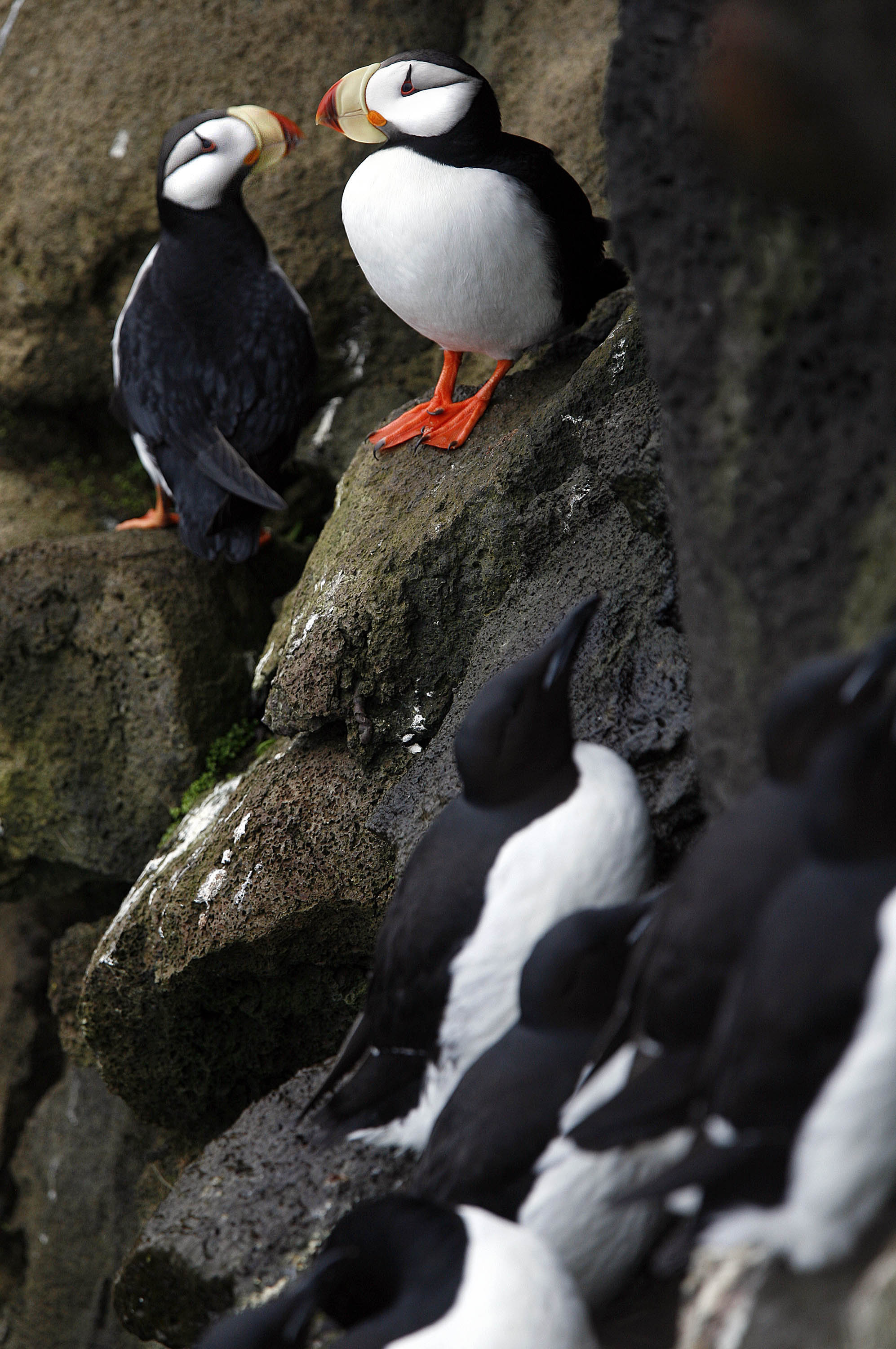 In this June 4, 2008 file photo, puffins sit above murrs on the cliff on St. Paul Island, Alaska. The number of seabirds, including gulls, puffins and auklets, has dropped significantly in the Gulf of Alaska and northeast Bering Sea, a possible consequence of warmer waters, according to a preliminary federal analysis of nearly 40 years of surveys. U.S. Geological Survey experts found the seabird population density declined 2 percent annually from 1975 to 2012 in the northeast North Pacific.