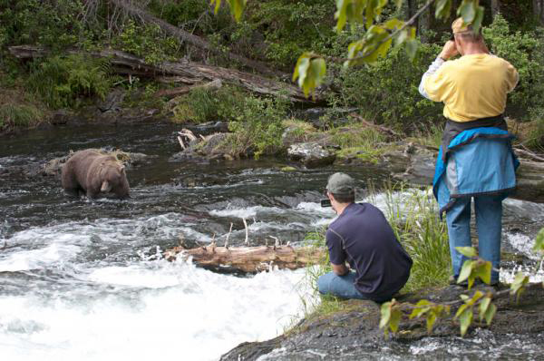 In this August 10, 2008 file photo two observers watch a young brown bear fishing for red salmon near the Russian River falls. Wildlife officials say a pair of adolescent bears have been causing a stir in the area.