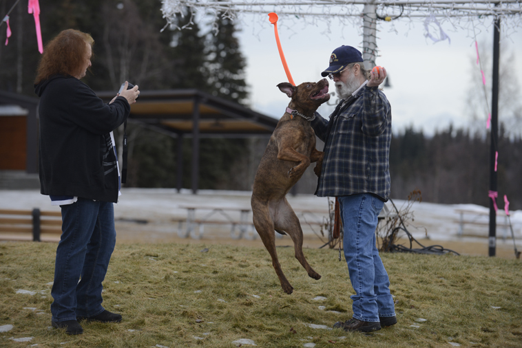 Chuck and Debbie Lamb brought their 1-year-old pit bull Missy to Soldotna Creek Park on Sunday for her daily exercise the couple said is necessary because of her high levels of energy. They were hoping the ground would have not been covered in ice, and while the dog skidded a few times while running after her toy, she didn’t seem to mind the conditions, they said. Forecasters are calling for a mix of rain and snow today.