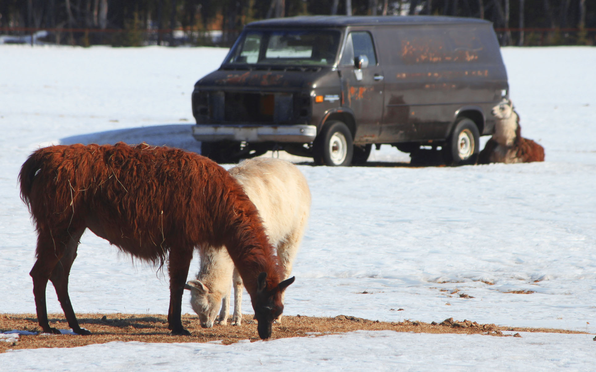 Llamas spend time in the sun at Diamond M Ranch on Kalifornsky Beach Road Tuesday. Forecasters are calling for a few clouds to move into the area in the next few days.