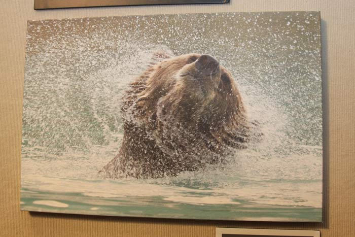 Traveling wildlife Exhibit celebrates Alaska's wilderness at KVCC.