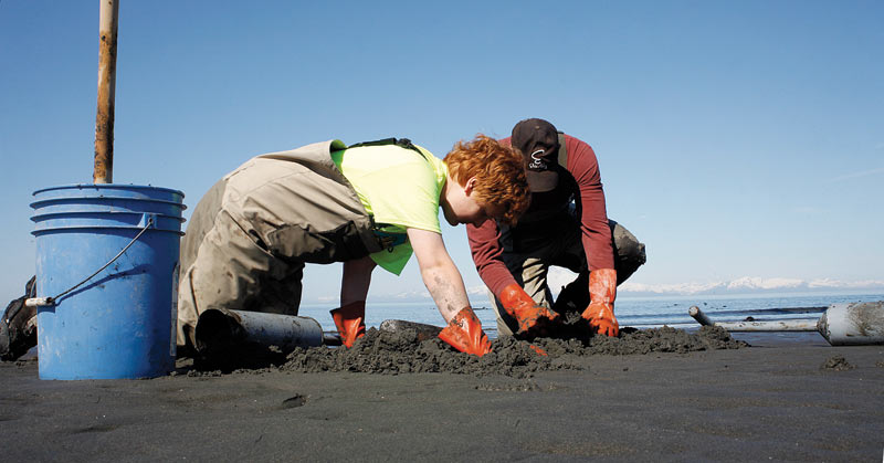 A father and son team from Chugia work together to find razor clams.