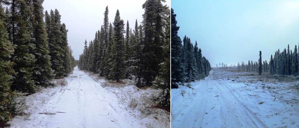The northern line of the Sterling fuel break before (left) and after (right) treatment. (Photo courtesy Kenai National Wildlife Refuge)