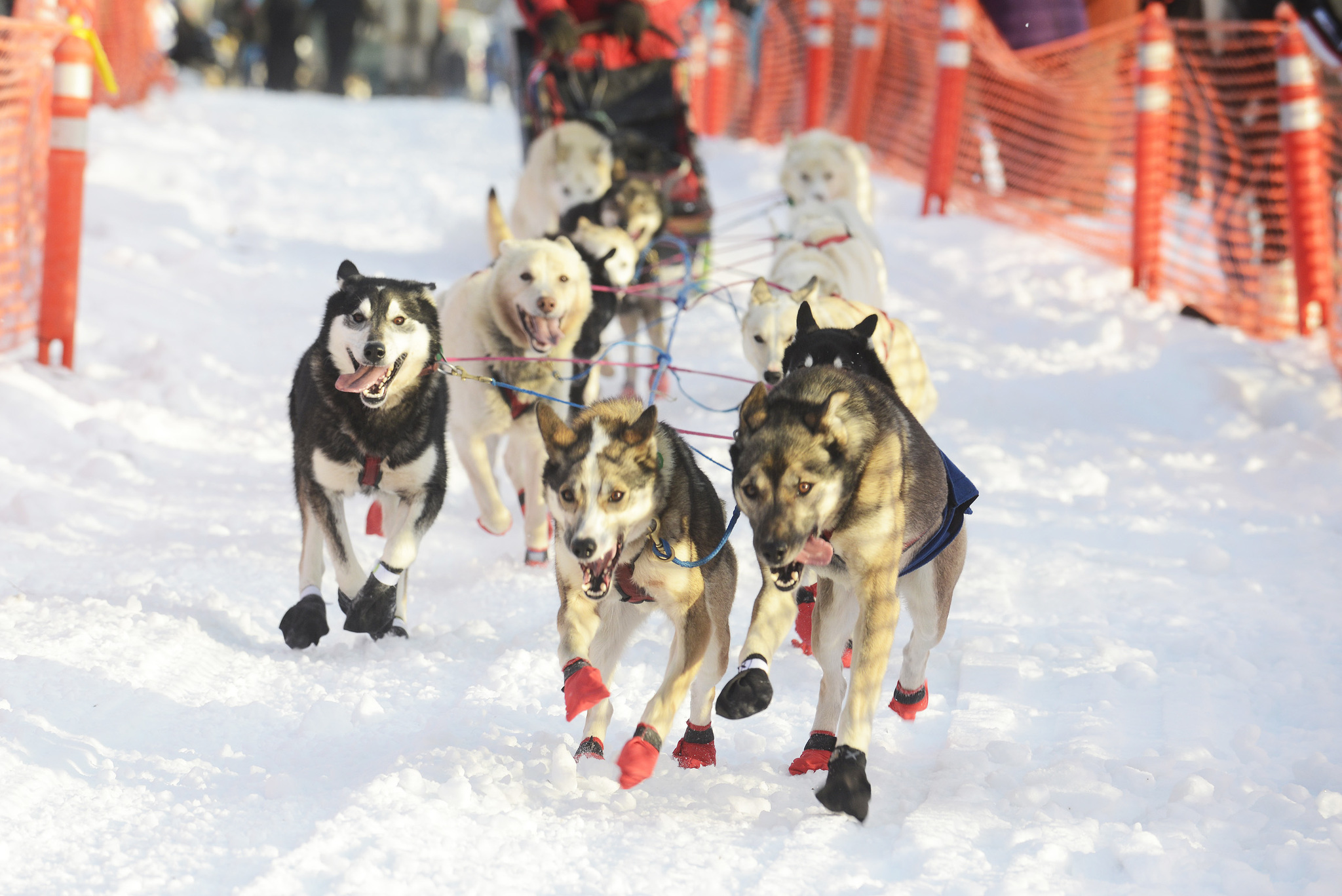 A team of dogs pulls a sled and their musher through the starting stretch of the Tustumena 200 Sled Dog Race on Saturday, Jan. 28. 2017 in Kasilof, Alaska. Dogs in 23 teams will run through the Caribou Hills down to Homer and back in the 200-mile race. (Megan Pacer/Peninsula Clarion)