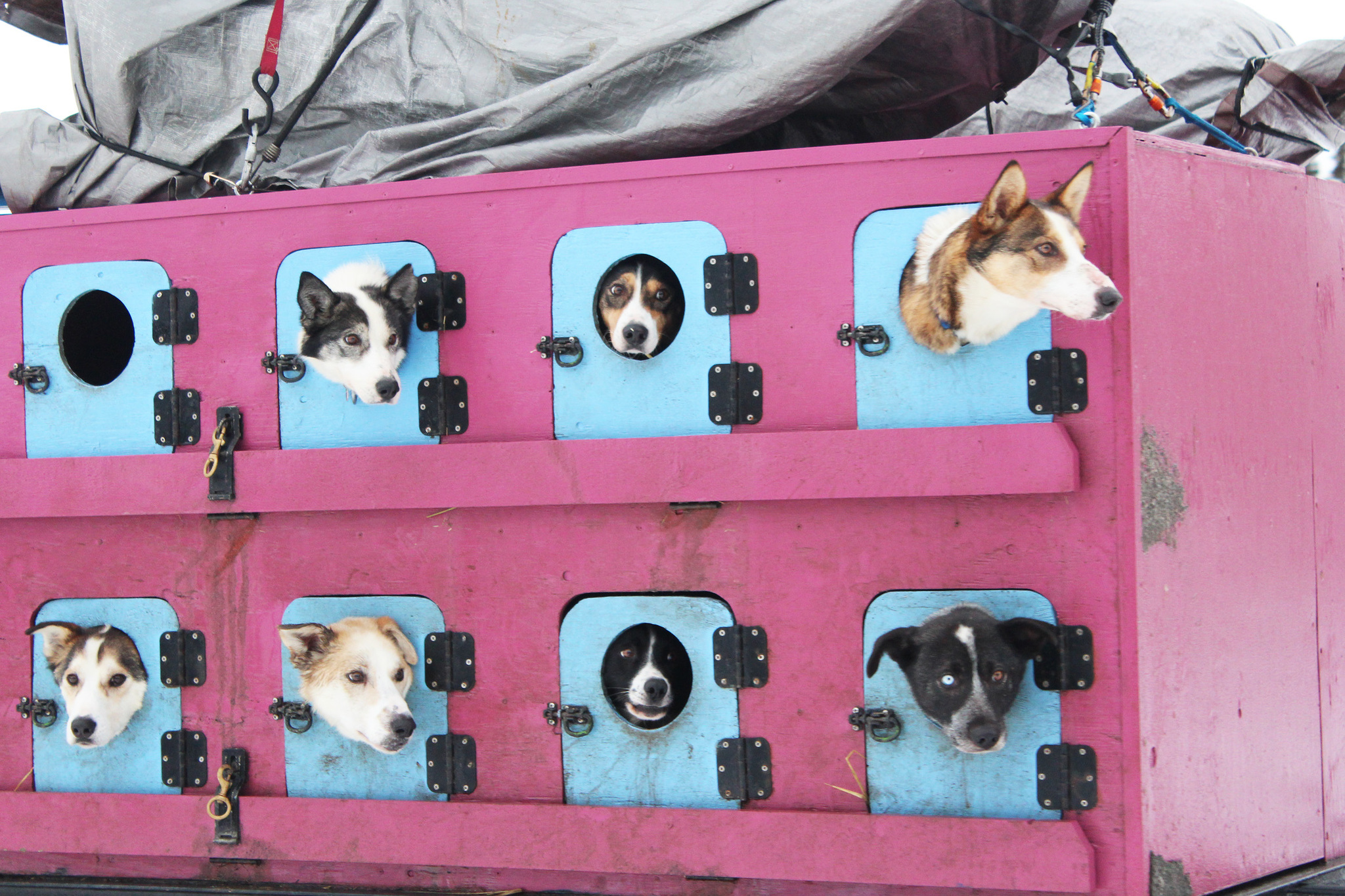 Sled dogs poke their heads out of holes in their truck as they are driven into the Soldotna Regional Sports Complex for veterinary checks Friday, Jan. 27, 2017 in Soldotna, Alaska. Mushers brought their teams to be checked out one last time before they take off in the Tustumena 200 Sled Dog Race on Saturday. The race is celebrating its 30th year after being canceled the last few years due to lack of snow. (Megan Pacer/Peninsula Clarion)