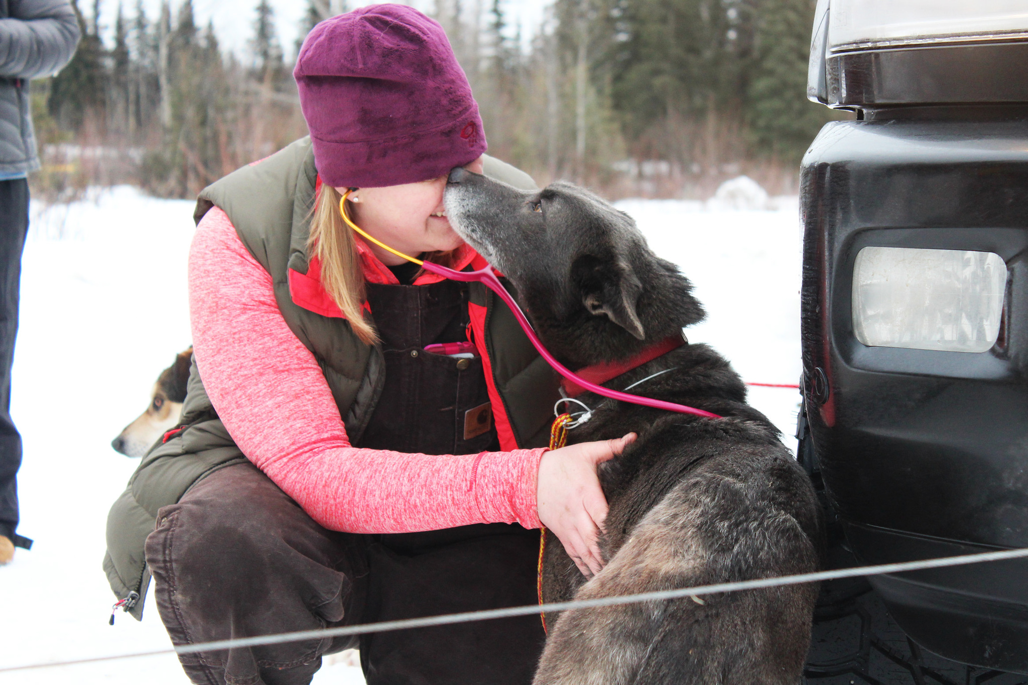 Erin Earhart, a veterinarian from Anchorage, gets a kiss from a sled dog named Oleada while she inspects teams prior to this weekend's long-anticipated Tustumena 200 Sled Dog Race on Friday, Jan. 27, 2017 outside the Soldotna Regional Sports Complex in Soldotna, Alaska. Earhart and other vets checked teeth, eyes, feet, weight and a variety of other factors before clearing dogs to race 200 miles through the Caribou Hills. (Megan Pacer/Peninsula Clarion)