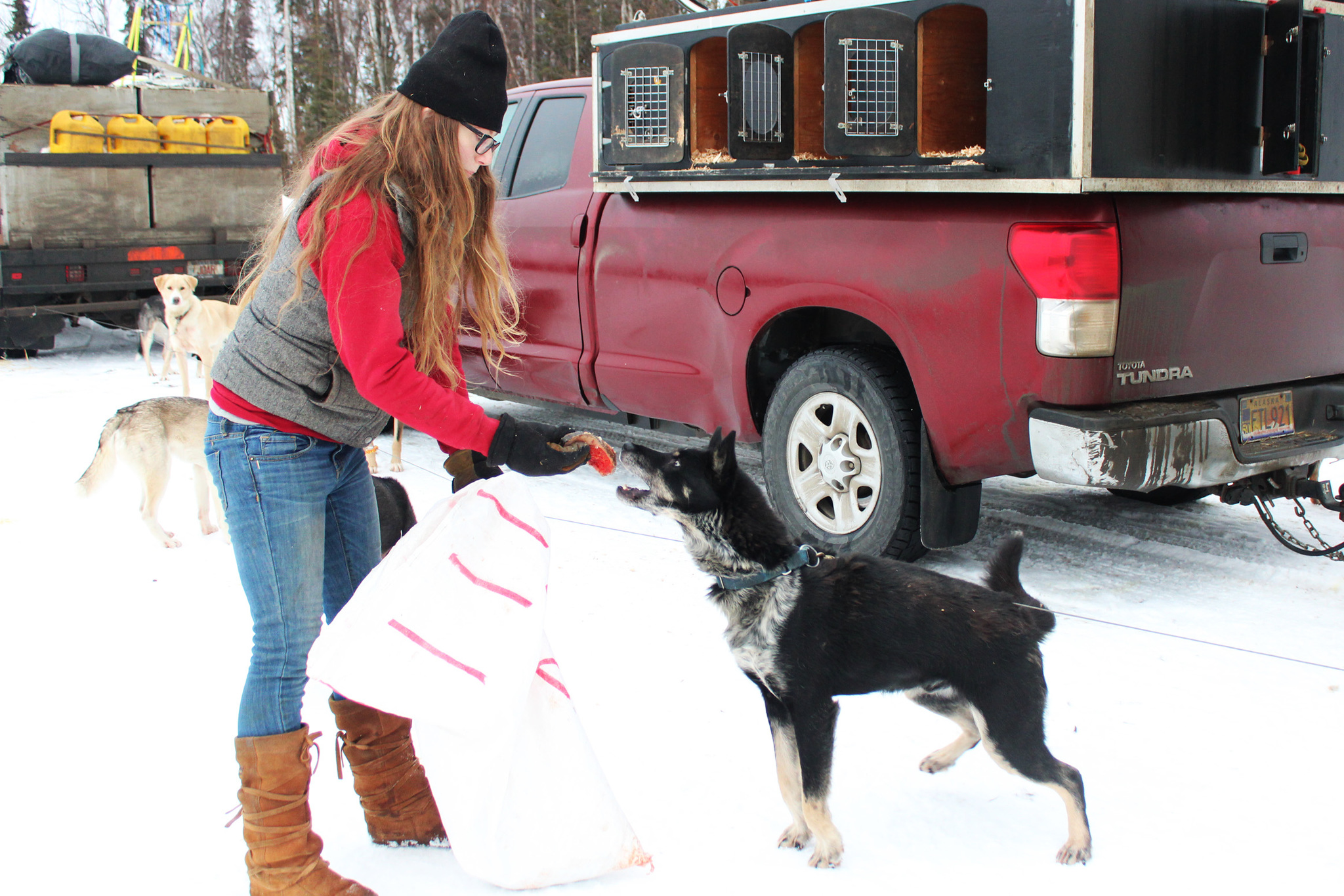 Handler Tara Cicatello feeds a piece of salmon to a sled dog named Monk during veterinary checks Friday, Jan. 27, 2017 outside the Soldotna Regional Sports Complex. Mushers, handlers and vets converged on Soldotna Friday ahead of the weekend's Tustumena 200 Sled Dog Race. The race is celebrating 30 years after having been canceled several times due to lack of snow. (Megan Pacer/Peninsula Clarion)