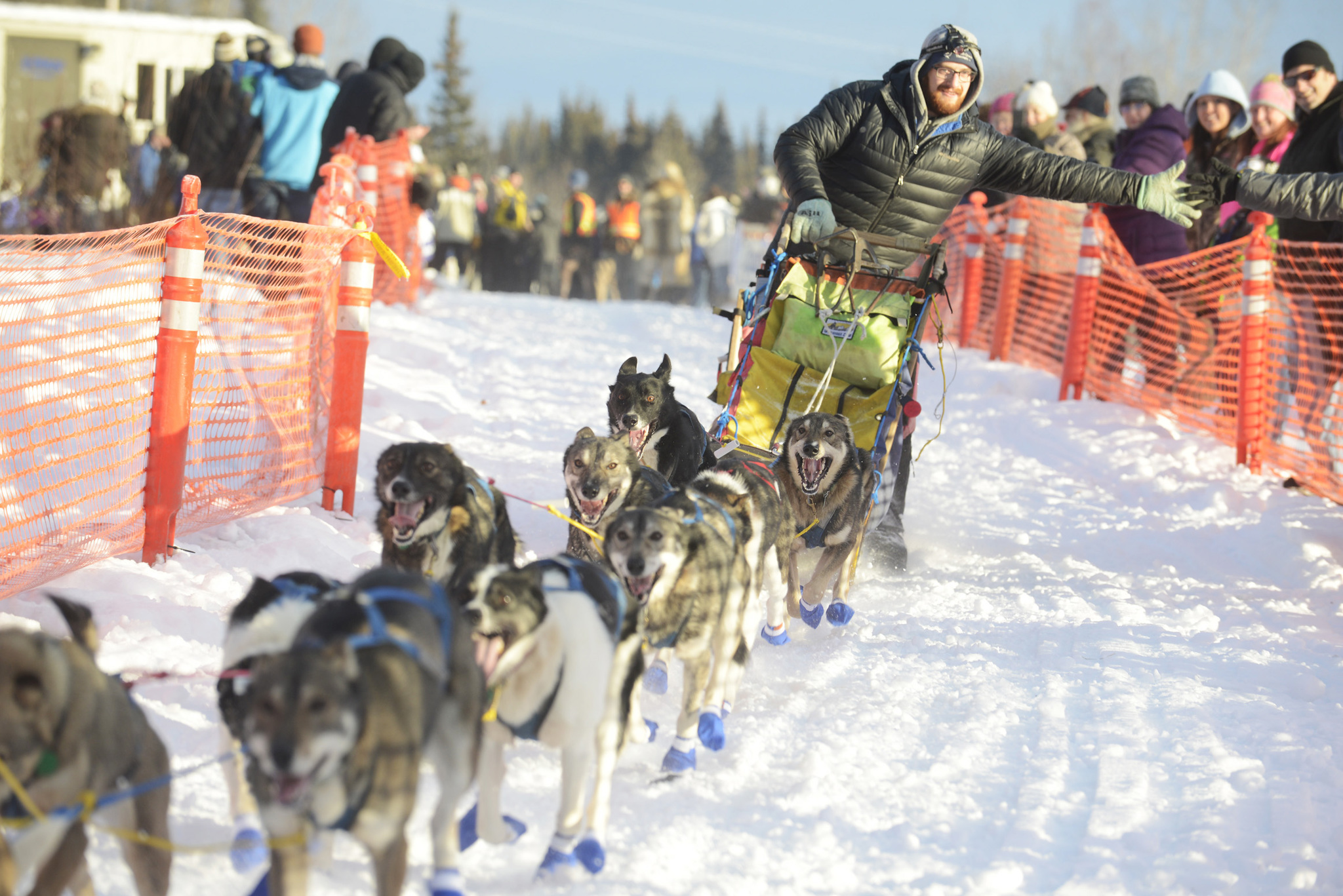 Musher Wade Marrs reached out for a high five from a spectator as he and his team take off from the starting line of the Tustumena 200 Sled Dog Race on Saturday, Jan. 28, 2017 in Kasilof, Alaska. Marrs and 22 other teams will travel through the Caribou Hills down to Homer and back in the 200-mile race. (Megan Pacer/Peninsula Clarion)