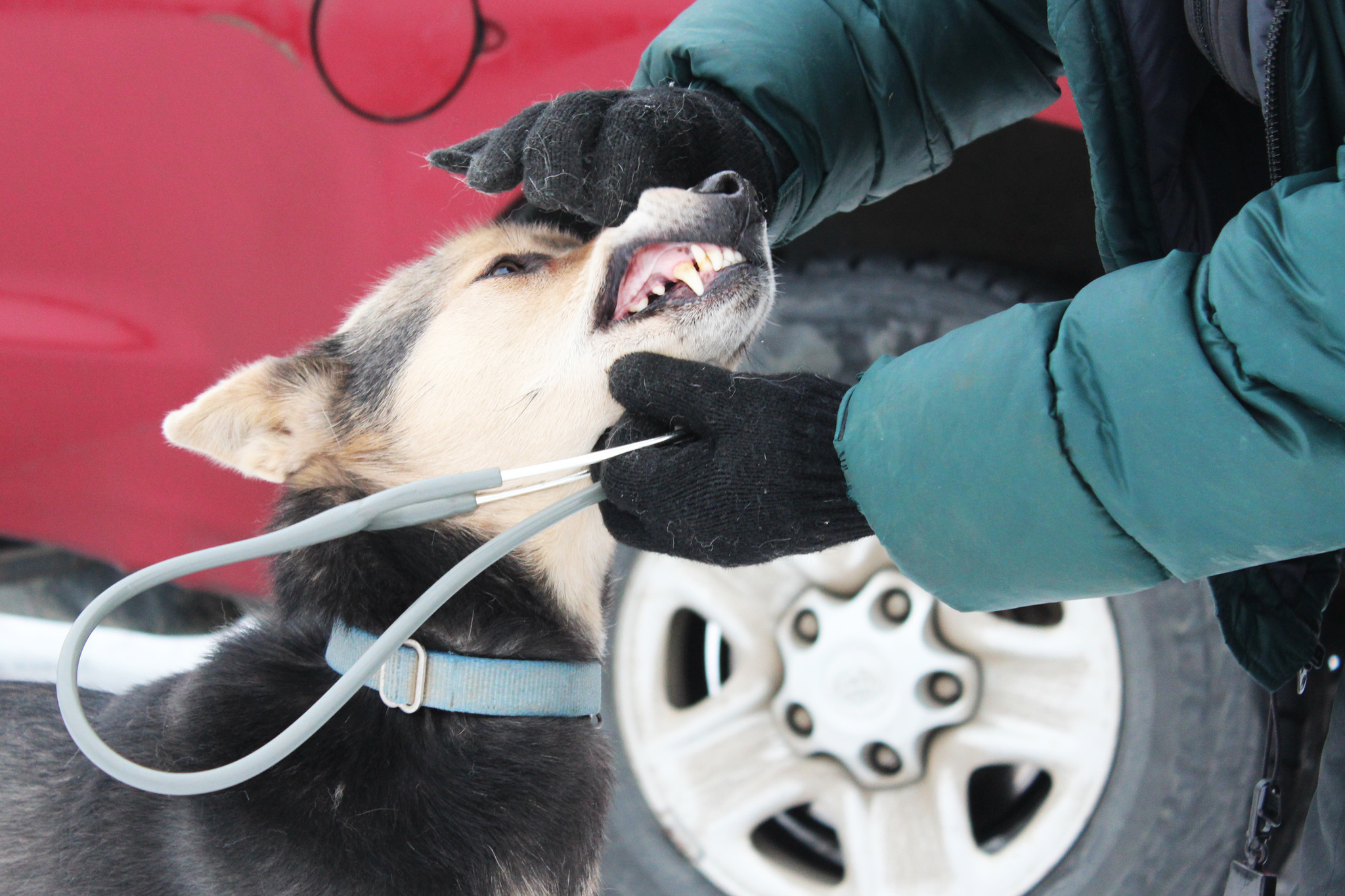 A sled dog named Willow waits while a veterinarian examines her teeth during vet checks Friday, Jan. 27, 2017 at the Soldotna Regional Sports Complex in Soldotna, Alaska. Mushers brought their teams into the complex parking lot for final health checks before taking off in the Tustumena 200 Sled Dog Race through the Caribou Hills on Saturday. (Megan Pacer/Peninsula Clarion)