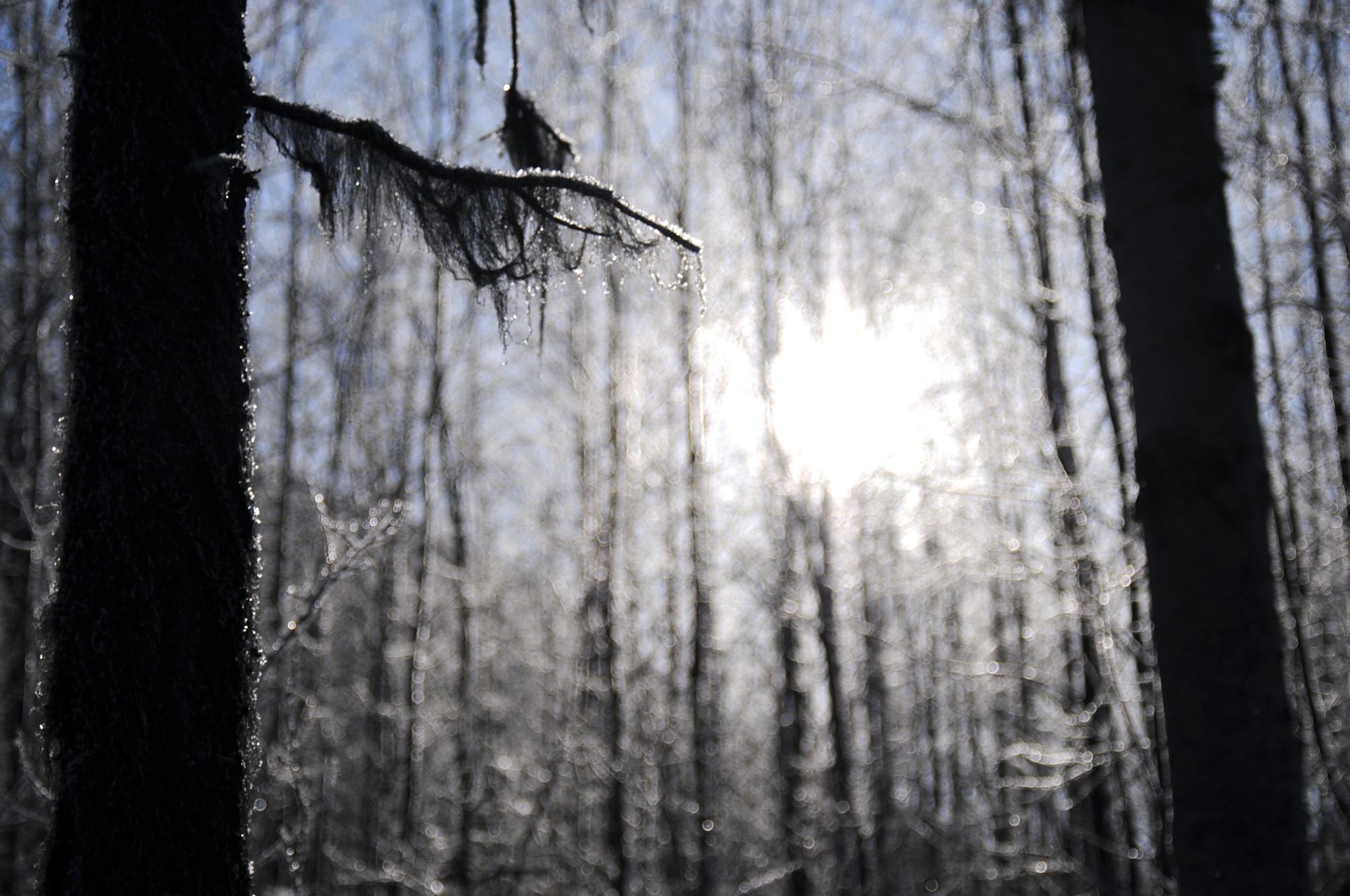 The sun shines through trees near the bottom of the Resurrection Pass Trail on Saturday, Feb. 4, 2017 near Cooper Landing, Alaska. (Elizabeth Earl/Peninsula Clarion)&nbsp;