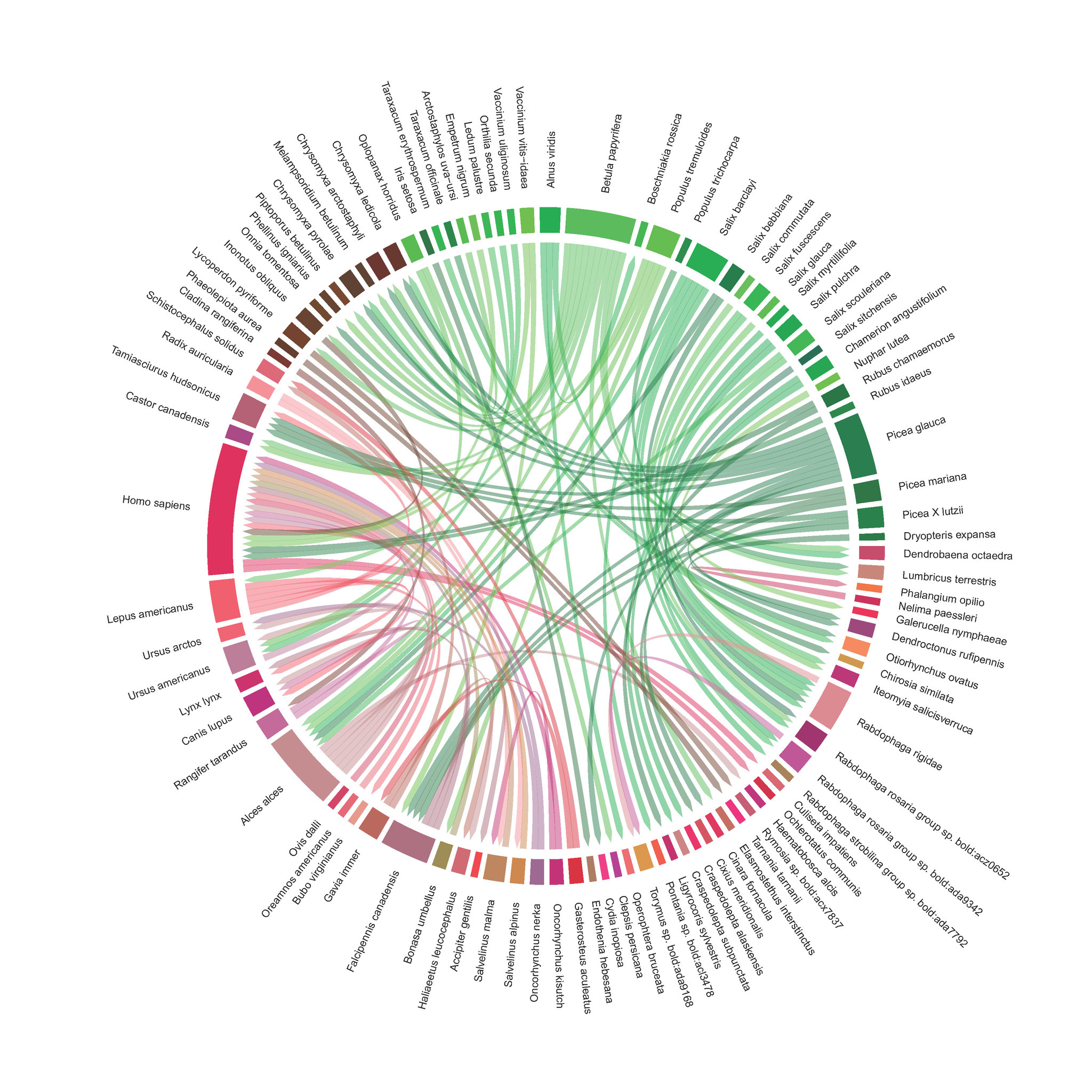 Why biodiversity matters: A food web showing 110 relationships among 98 species found on the Kenai Peninsula. Browns are fungi, reds are animals, and greens are plants. Note how humans (Homo sapiens) are part of our web.