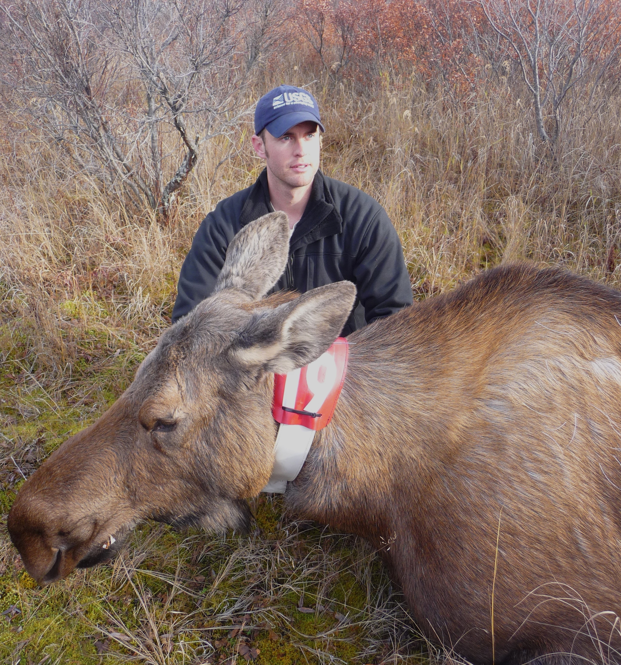 Dom Watts fits a cow moose with a GPS radio-collar for a study of moose reproduction and calf survival on the Alaska Peninsula. (Photo courtesy Kenai National Wildlife Refuge)