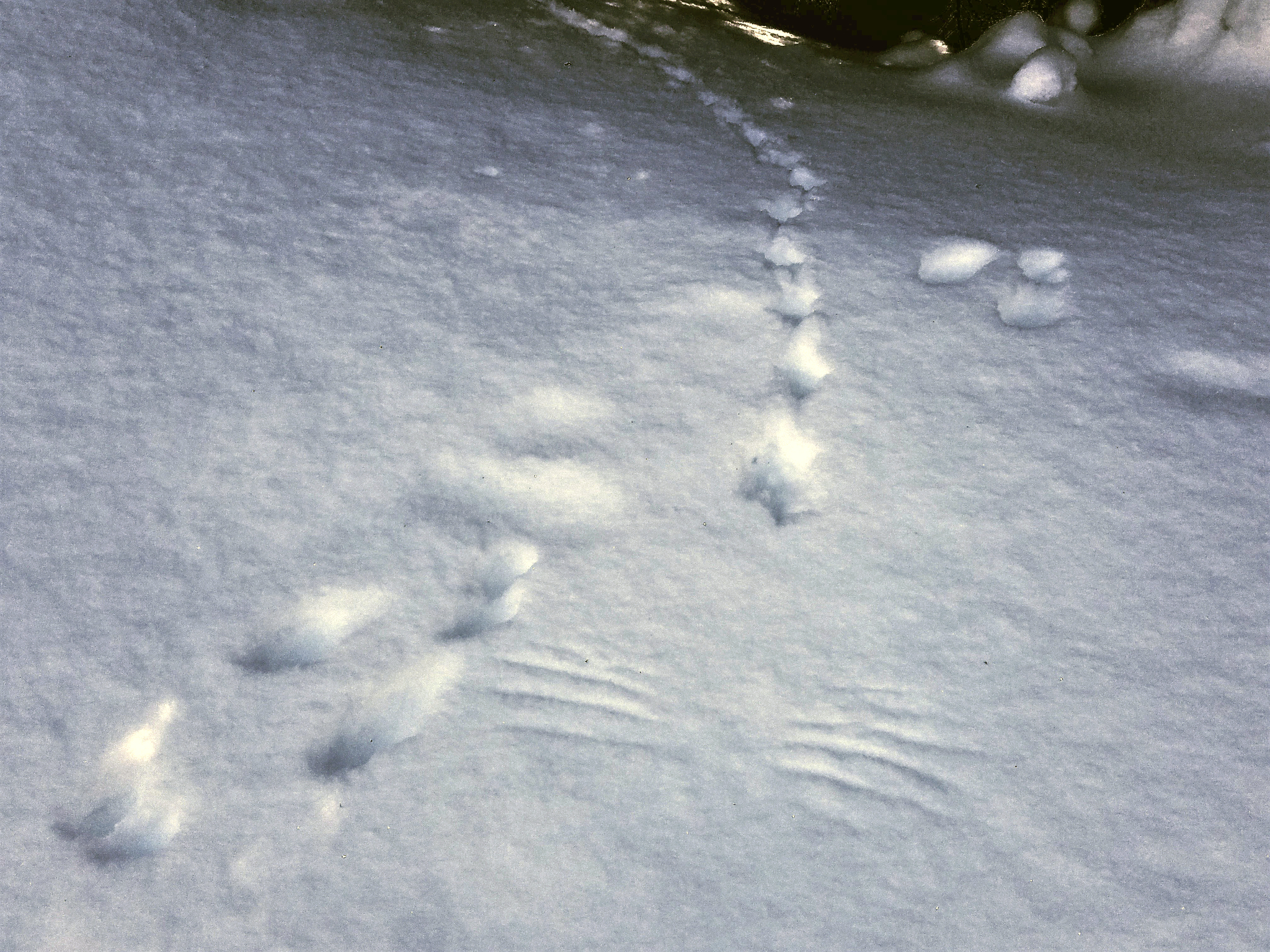 In this Jan. 22, 2017, photo a mountain grouse track crosses a snowshoe hare track at Mount Spokane State Park in Washington. (Rich Landers/The Spokesman-Review via AP)