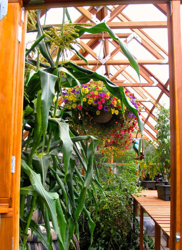 Hanging baskets bring instant color, texture to small spaces