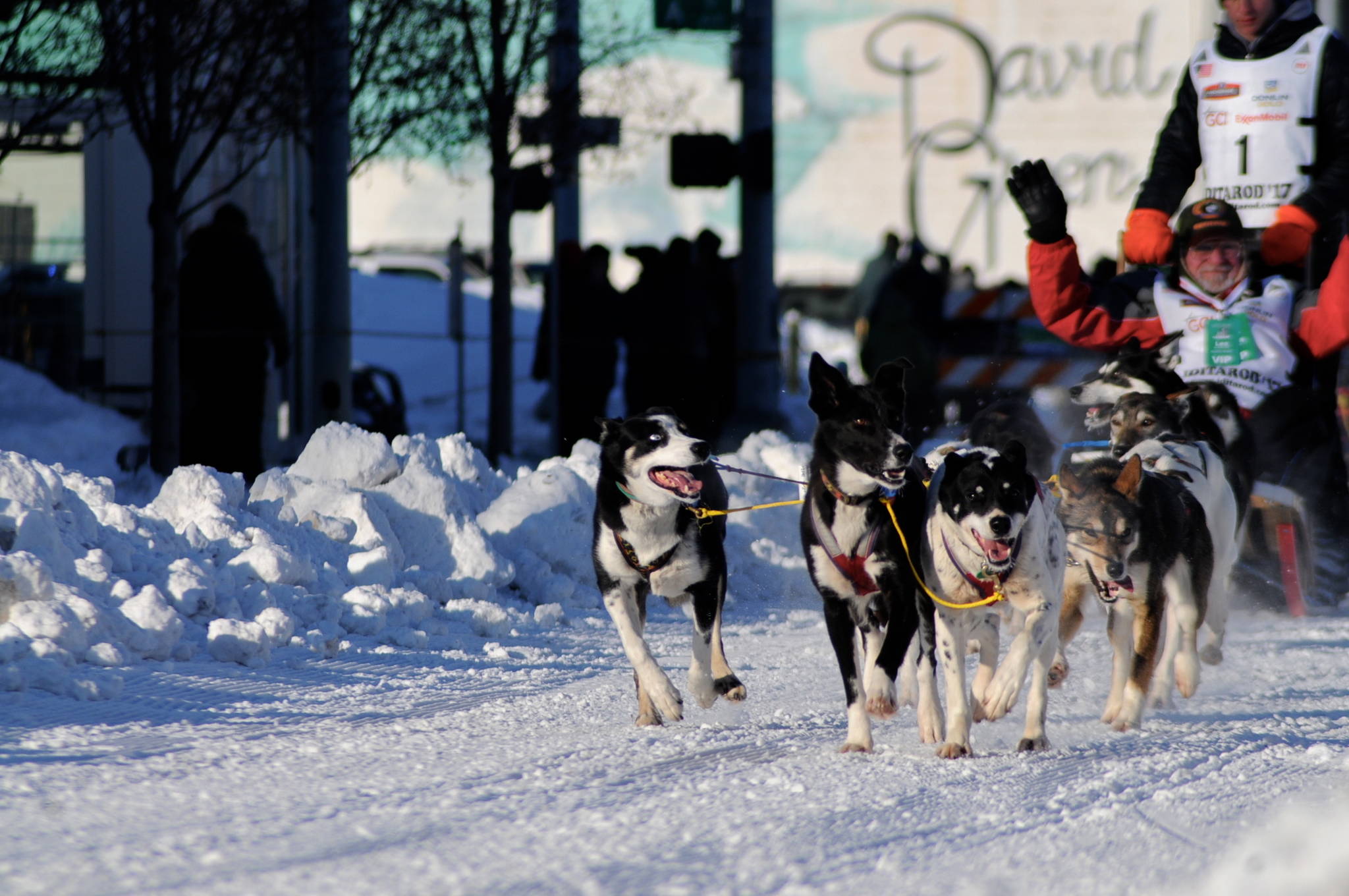 A team of sled dogs makes its way down the trail along 4th Avenue for the ceremonial start of the 45th Iditarod on Saturday, March 4, 2017 in Anchorage, Alaska. (Elizabeth Earl/Peninsula Clarion)