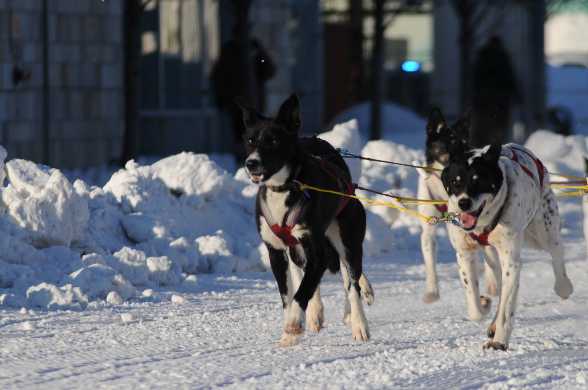 A team of sled dogs makes its way down the trail along 4th Avenue for the ceremonial start of the 45th Iditarod on Saturday, March 4, 2017 in Anchorage, Alaska. (Elizabeth Earl/Peninsula Clarion)