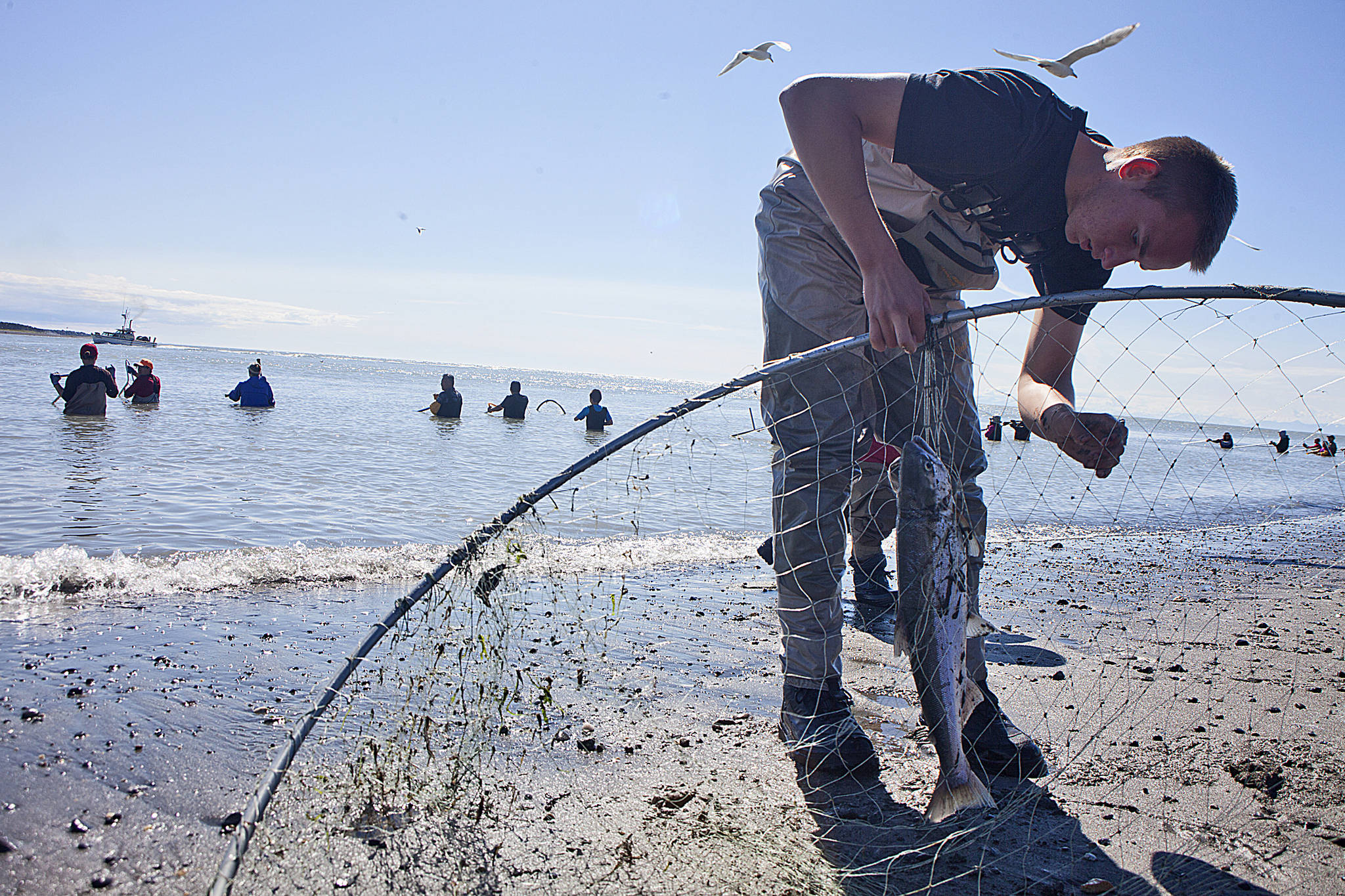 Matthew Dollick, of Wasilla, untangles a sockeye from his dipnet on July 11, 2015 in Kenai. The state Board of Fisheries discussed proposals affecting the Kenai and Kasilof personal-use fisheries over the weekend. (Peninsula Clarion file photo)