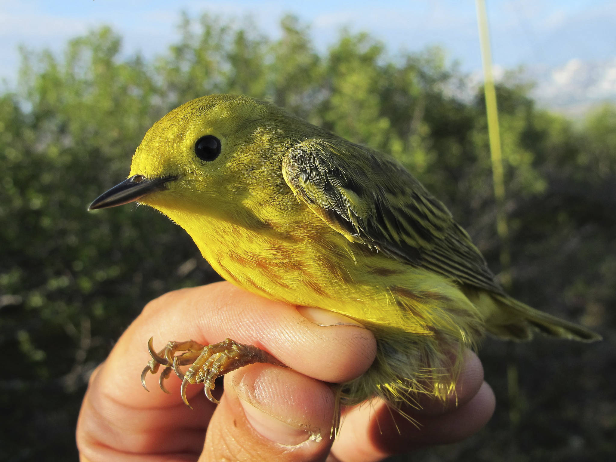 This June 18, 2016 photo provided by the U.S. Geological Survey shows a Yellow Warbler in Nome, Alaska. Growth of shrubs on Arctic tundra as the climate warms will have a mixed effect on breeding birds, federal researchers have concluded. Shrub density is not expected to harm species, but as shrubs grow taller, many bird species likely will find the habitat unsuitable, according to U.S. Geological Survey researchers. (Rachel M. Richardson/U.S. Geological Survey via AP)
