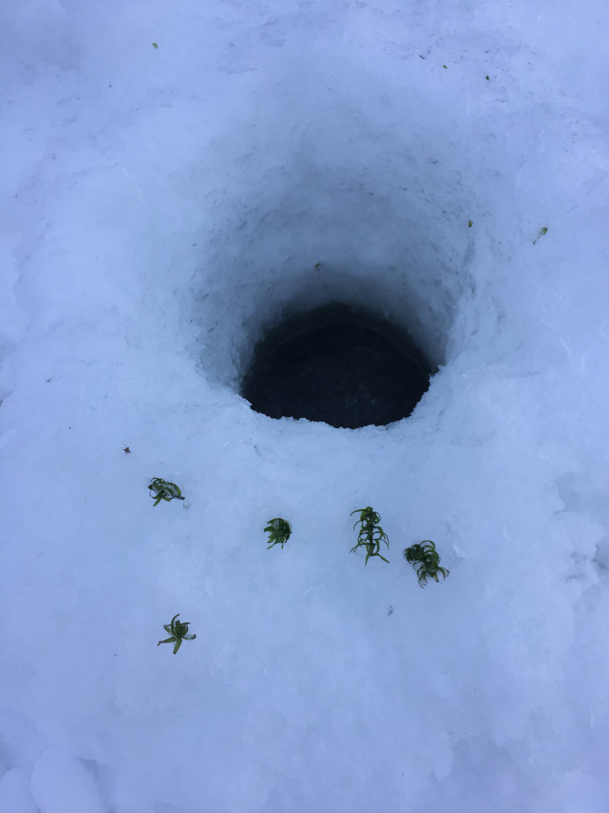 Fragments of the invasive water weed elodea lay in the snow beside an auger hole drilled on Sport Lake in February 2017 in Soldotna, Alaska. Alaska Department of Fish and Game biologists found a small amount of elodea when drilling auger holes in preparation for an ice fishing event for the Kenai Peninsula Borough School District. (Photo courtesy Rob Massengill/Alaska Department of Fish and Game)