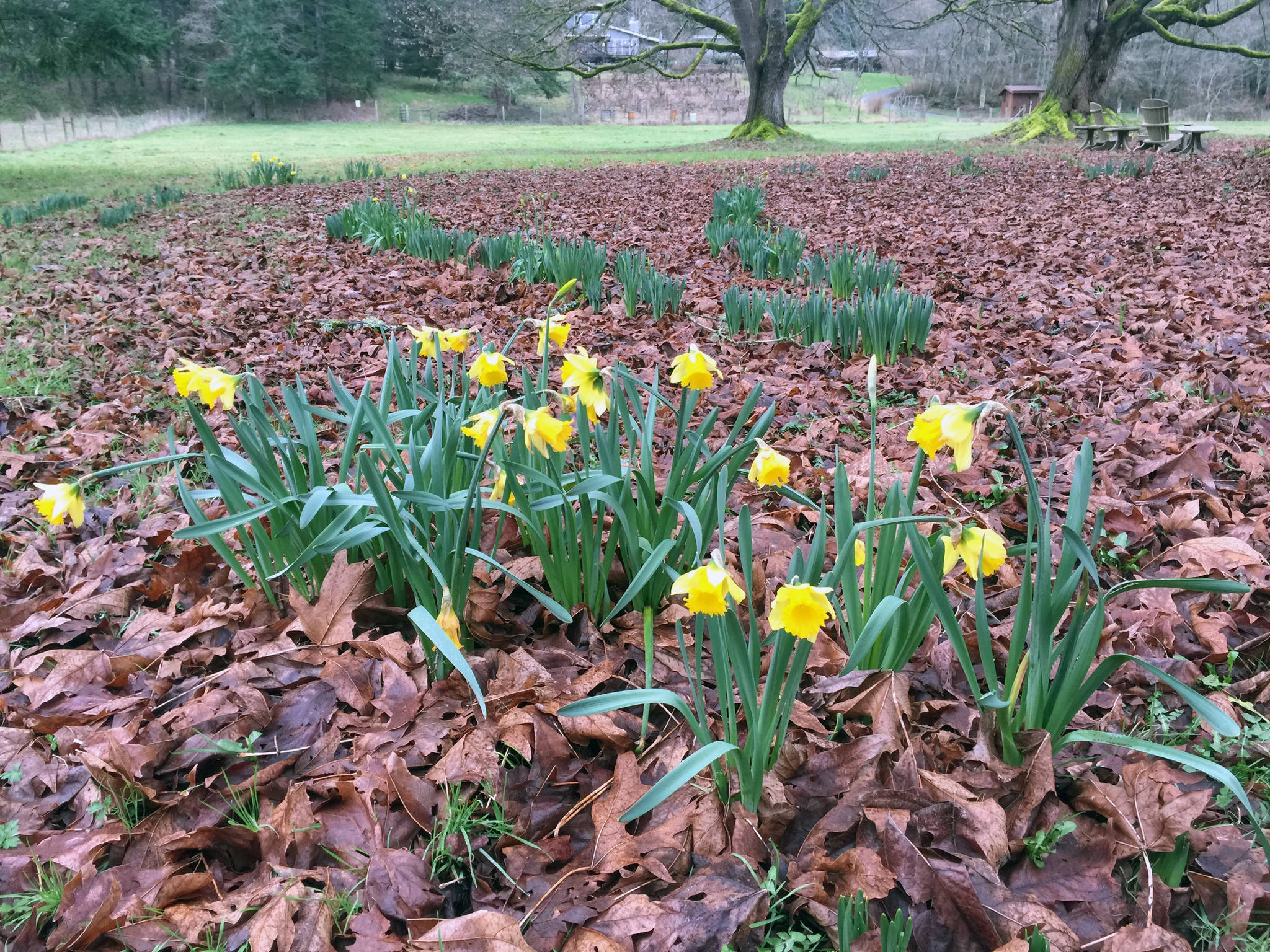 In this Feb. 27, 2017 photo, daffodils, photographed in a pasture near Langley, Wash., are entering their third growing season but a number of factors — planting too shallow, bad timing when planted, growing conditions and predation — could keep some from flowering. Leave perennial bulbs alone after they finish blooming. That gives them the time they need to re-energize and flower another year. (Dean Fosdick via AP)