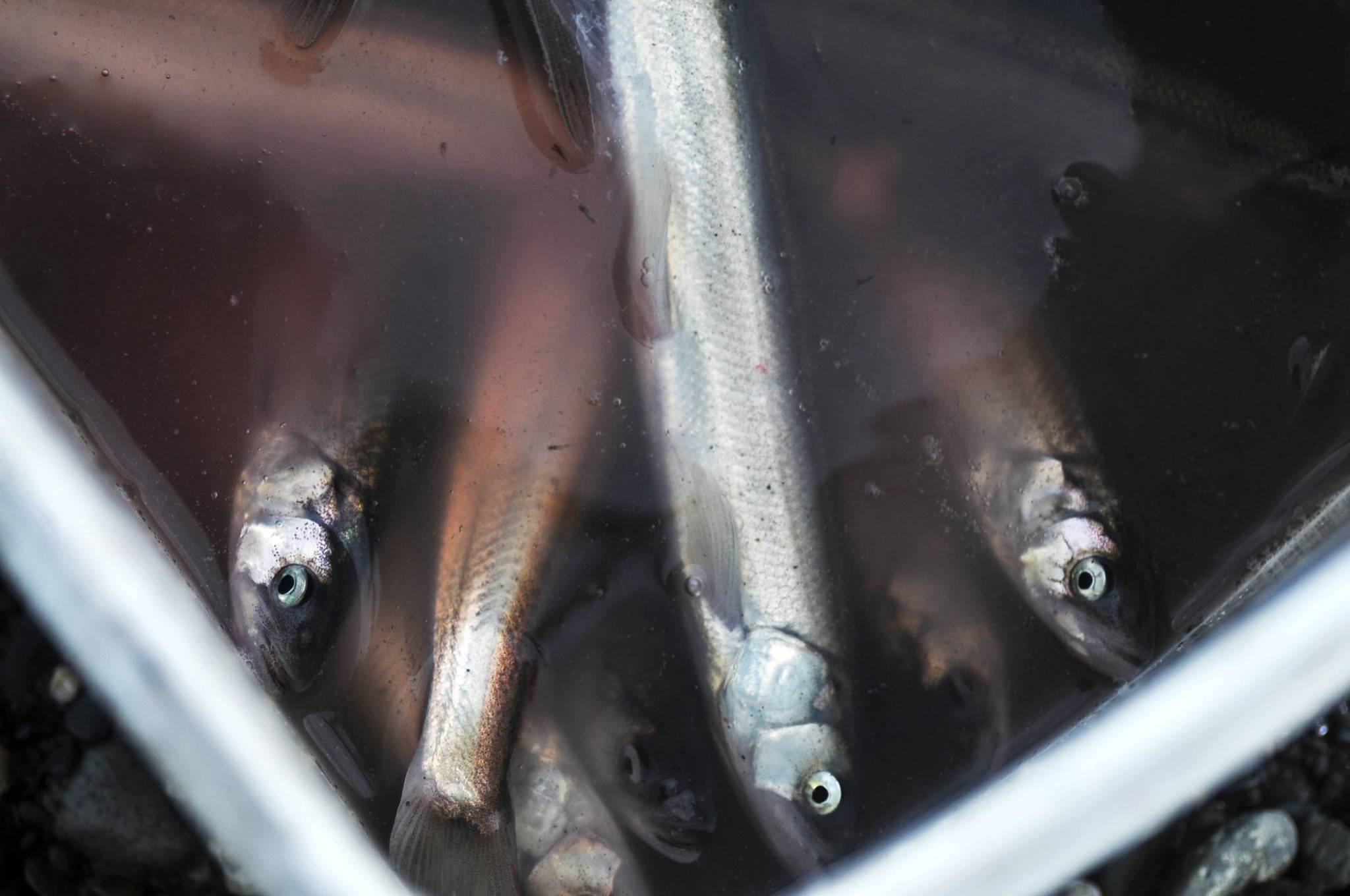 In this May 2016 photo, harvested eulachon float in a personal use fisherman’s bucket on the north bank of the Kenai River in Kenai, Alaska. Eulachon, also called hooligan, are a type of smelt that returns in schools to rivers all over Southcentral Alaska each spring. The state Board of Fisheries recently approved a measure doubling the quota a small comercial fishery in Upper Cook Inlet takes from 100 tons to 200 tons each year, a small fraction of the total estimated biomass of about 48,000 tons, according to a Feb. 9 memo from the Alaska Department of Fish and Game. (Elizabeth Earl/Peninsula Clarion, file)