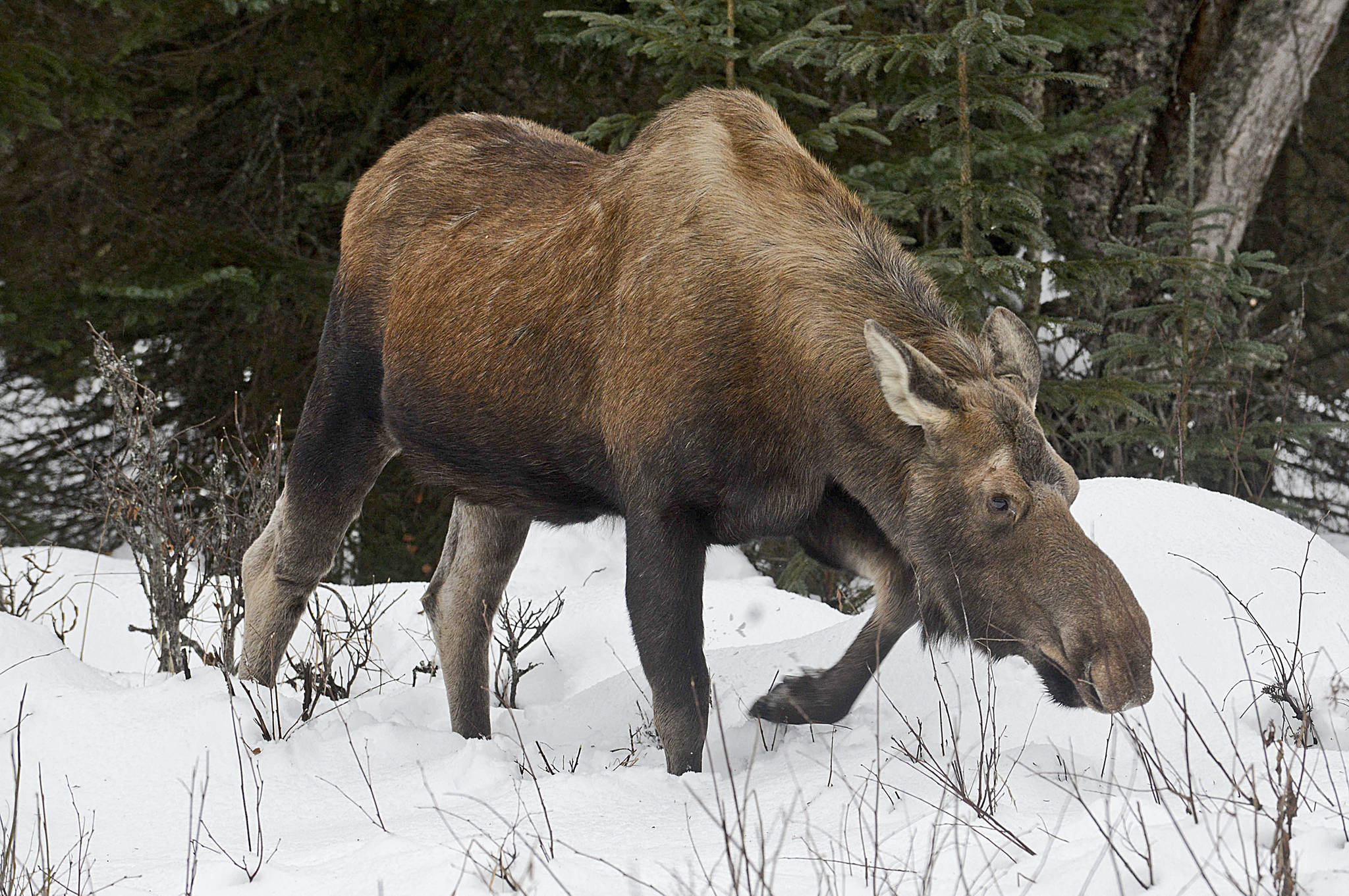 A moose looks for a bite to eat in a lawn on Beaver Loop Road in this photo taken Tuesday Nov. 24, 2015 in Kenai, Alaska. (Rashah McChesney/Peninsula Clarion, file)