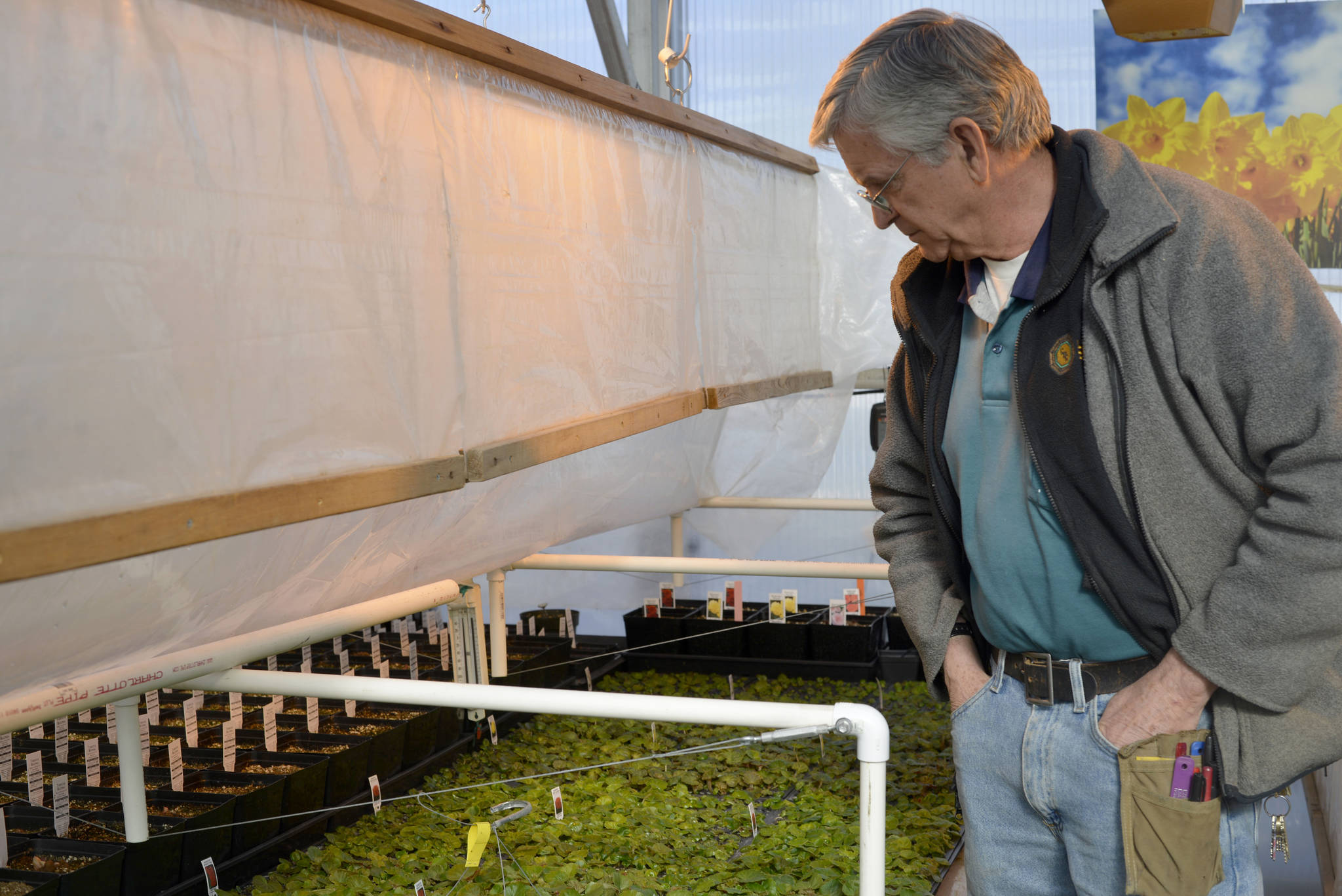 Ron Sexton, owner of Trinity Greenhouse in Soldotna, checks his germination chamber to ensure that the nearly 6000 begonia plants within them are growing properly. (Kat Sorensen/Peninsula Clarion)