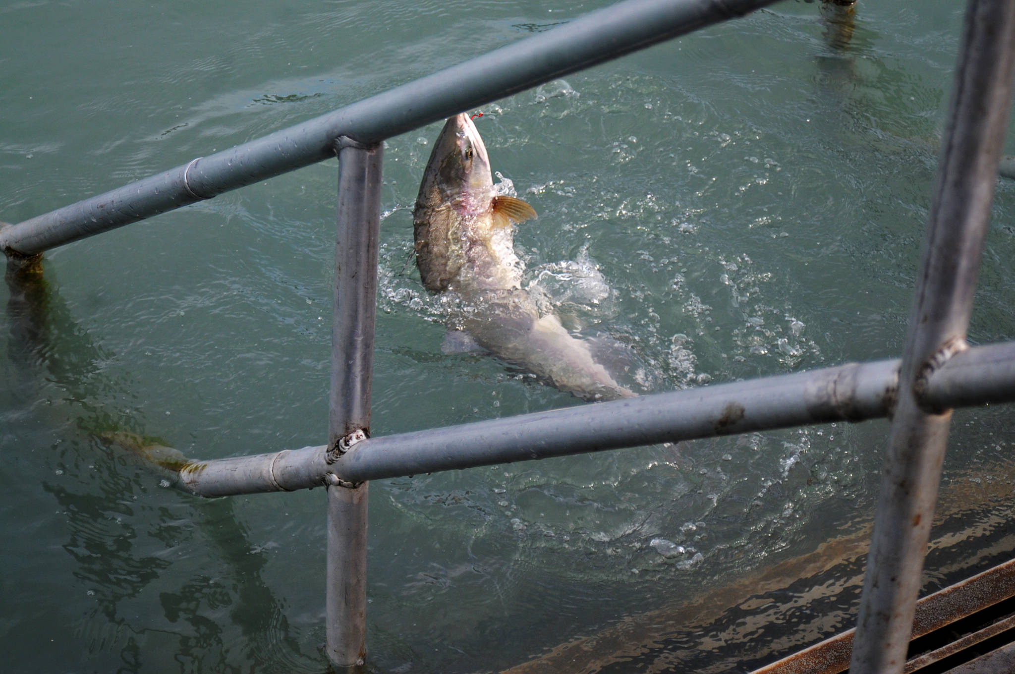 In this August 2016 photo, an angler lands a pink salmon on the docks at Centennial Park in Soldotna, Alaska. (Elizabeth Earl/Peninsula Clarion, file)