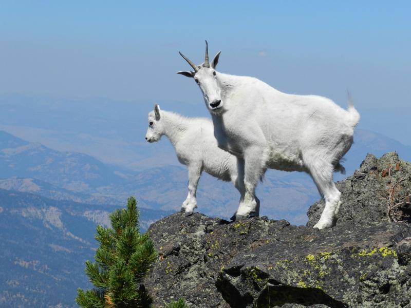 Mountain goat populations may be increasing on the Kenai Peninsula. (Photo courtesy National Park Service)