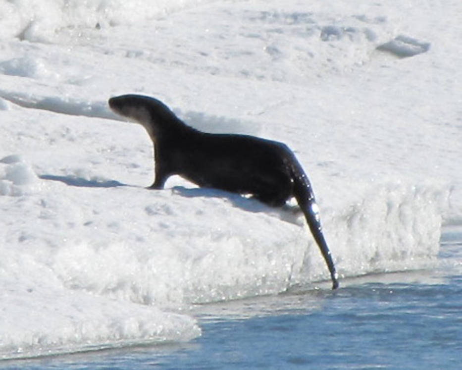River otters are uncommon but well distributed on the Kenai Peninsula. (Photo courtesy Ted Bailey)
