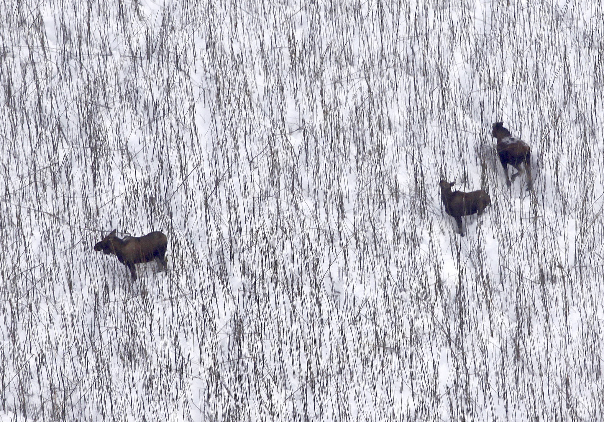 Trump revokes Alaska refuge rule; change may be symbolic