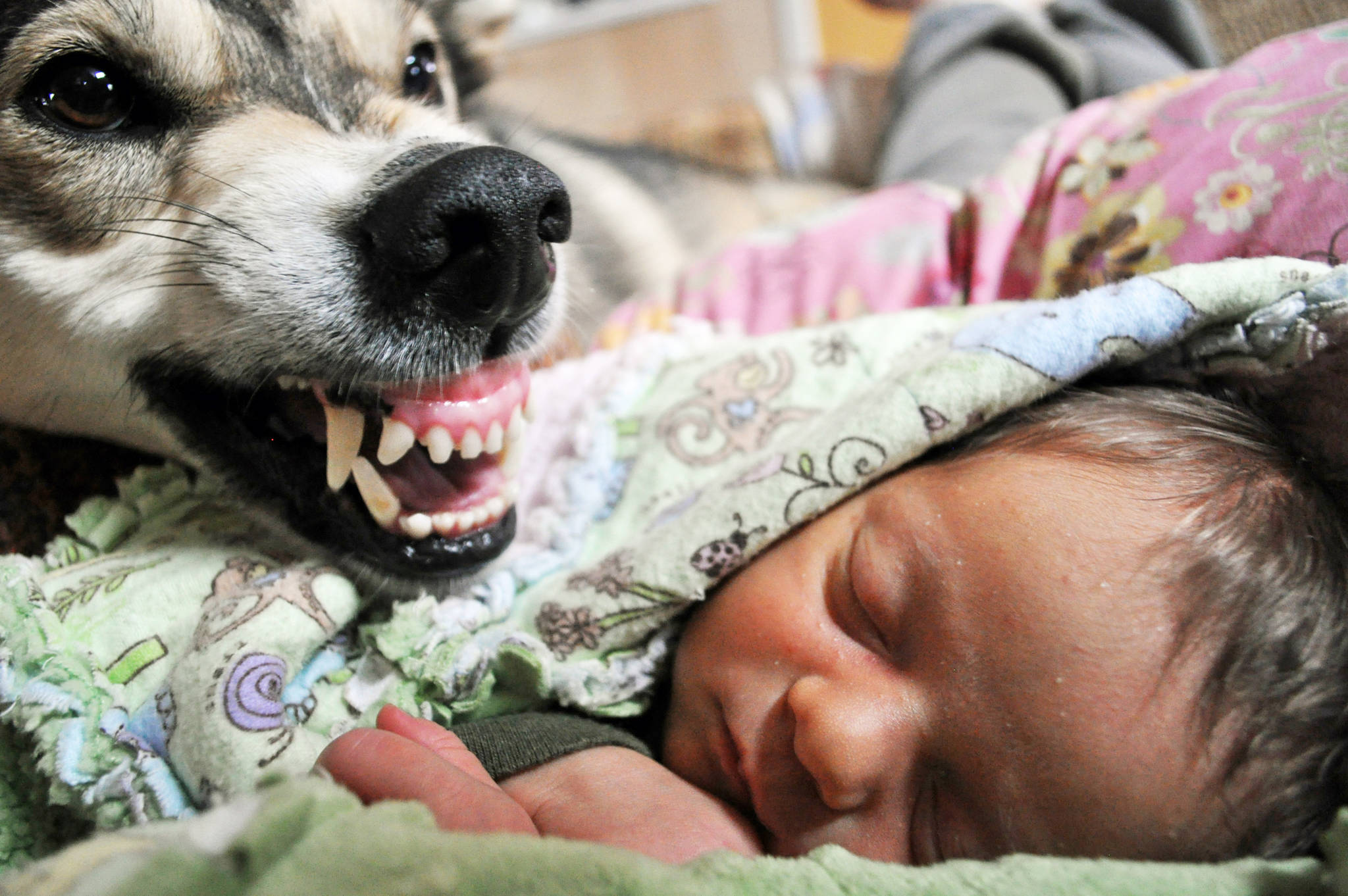 Metoo the sled dog protects baby Lynx. The challenge of bringing home a newborn daughter to a life with 40 dogs is just one of the stories shared in “Life with Forty Dogs,” by Kasilof musher Joseph Robertia, which came out Tuesday, April 4, 2017. (Photo courtesy Joseph Robertia)