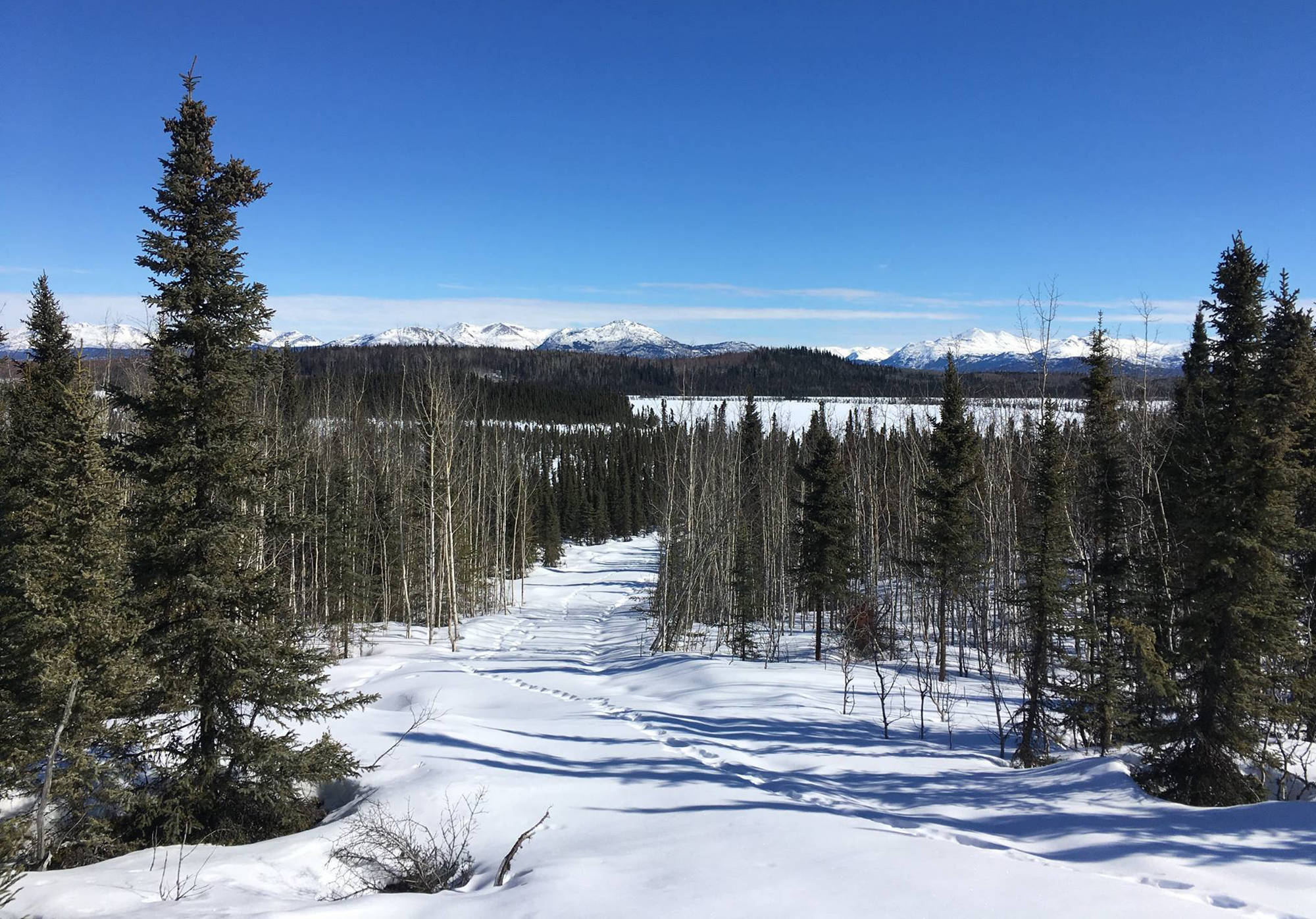 A view from the top of the hill overlooking Marsh Lake in the Kenai National Wildlife Refuge. Various animal tracks can be seen along the trail. (Photo by Travis Mabe, USFWS)