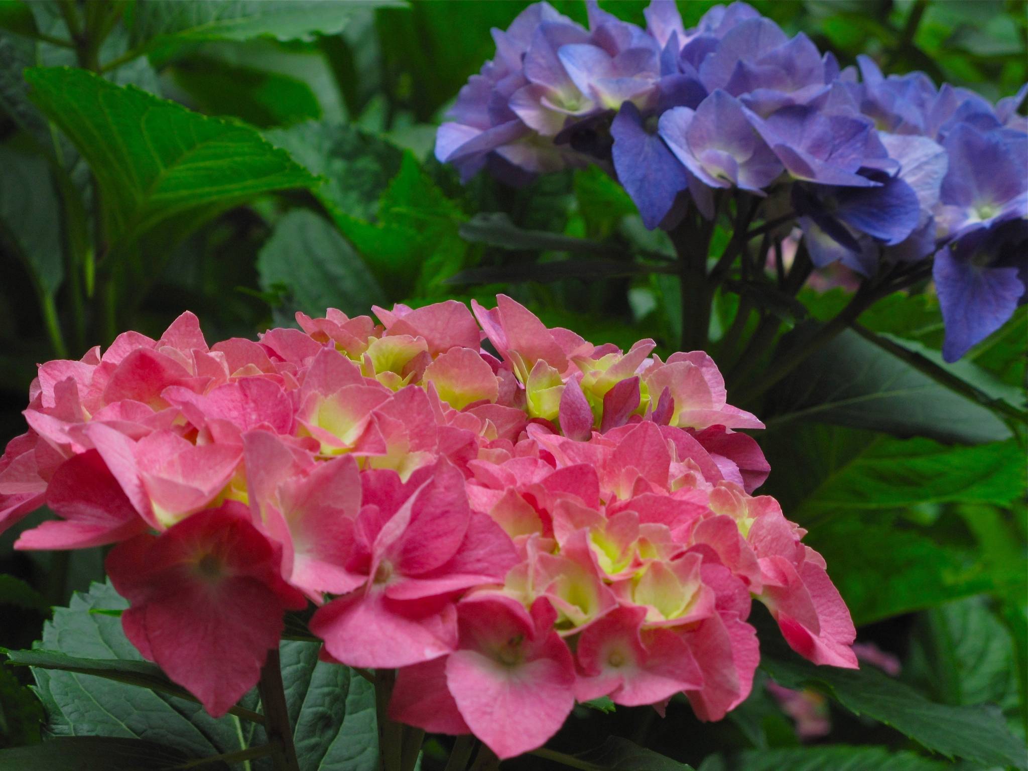 This June 6, 2010 photo taken in New Market, Va., shows hydrangea blooming red and blue on the same bush. Hydrangea are coarse-textured plants that draw the eye because of their contrasts in shape or appearance. (Dean Fosdick via AP)