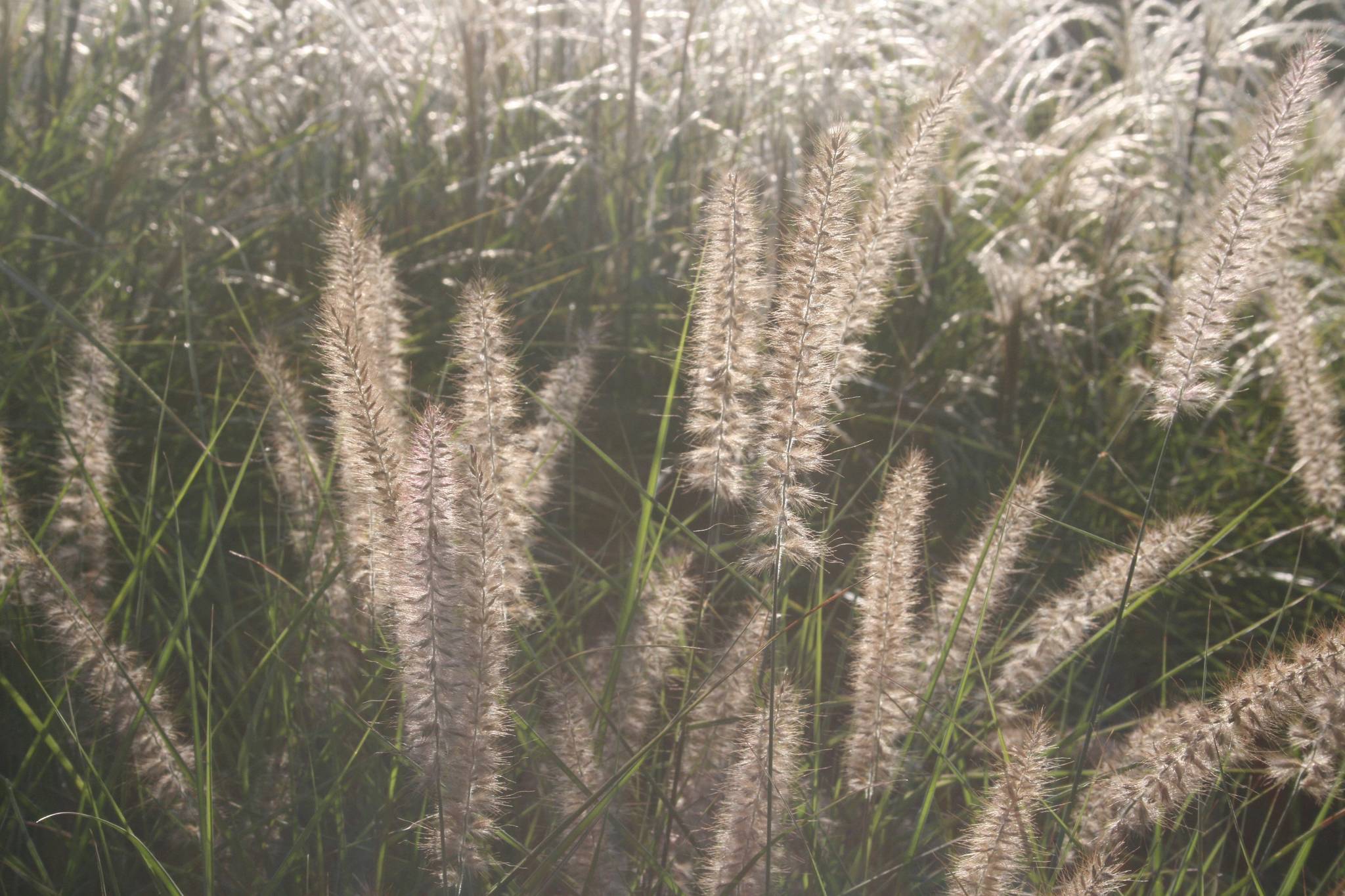 This Aug. 19, 2008 photo of backlit grasses taken at Fordhook Farm in Doylestown, Penn., shows how fine-textured plants can accentuate gardens at certain times of the day. Color is primary in garden planning but visual texture is an important design fundamental adding interest. (Dean Fosdick via AP)