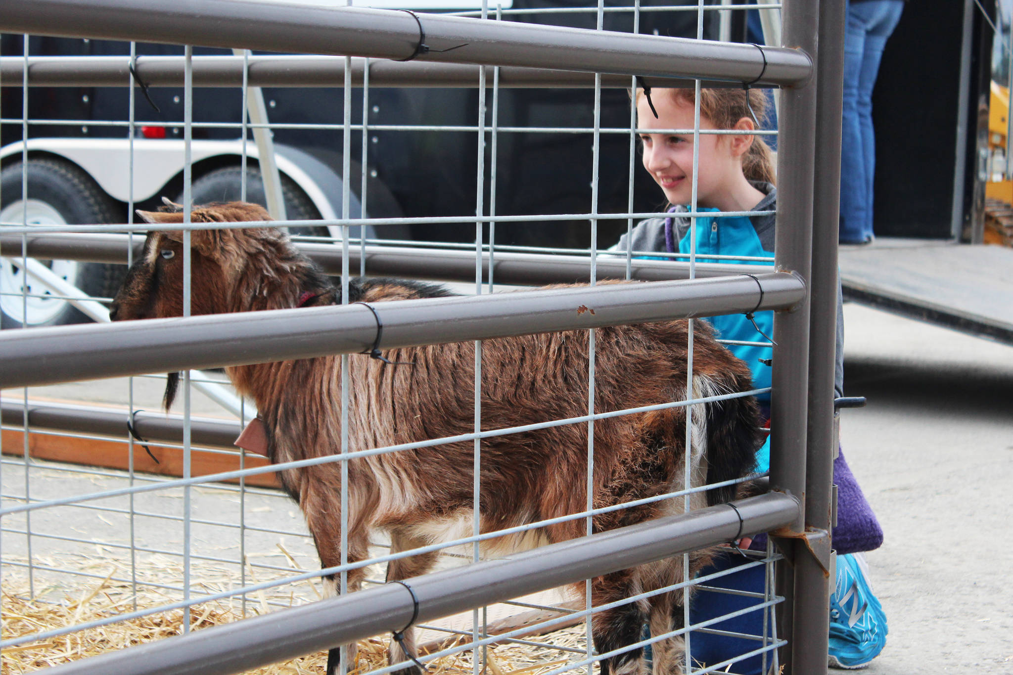 Sarah Jane Baisden, 9, of Nikiski, admires a goat from the Funny River Farm on Saturday, April 8, 2017 outside the Annual Home Show at the Soldotna Regional Sports Center in Soldotna, Alaska.