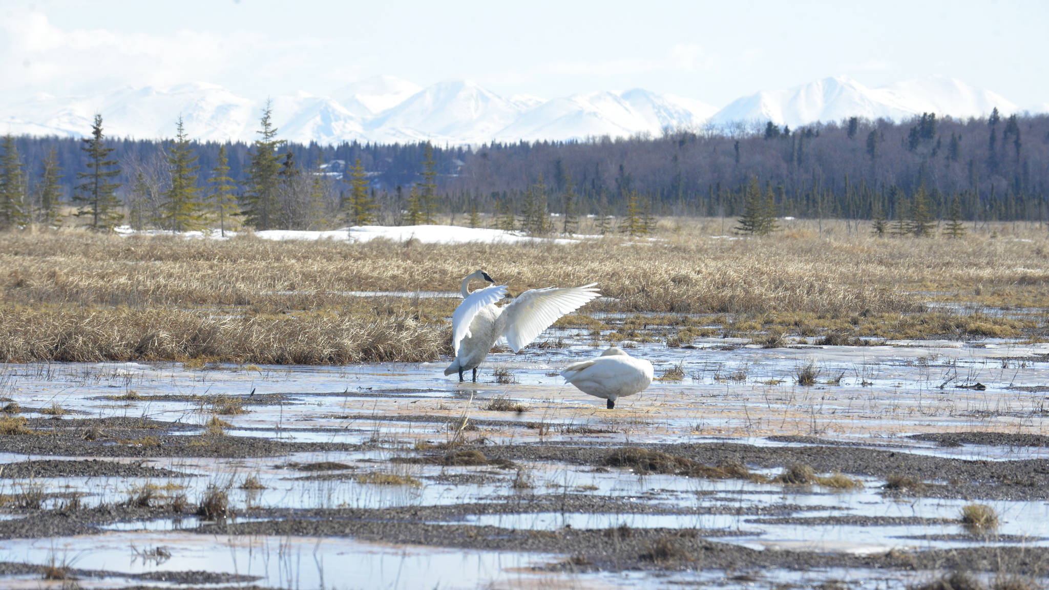 With the onset of warmer weather, a pair of swans have arrived on the Kenai River Flats on Tuesday, April 10, 2017 in Kenai, Alaska. (Kat Sorensen/Peninsula Clarion)