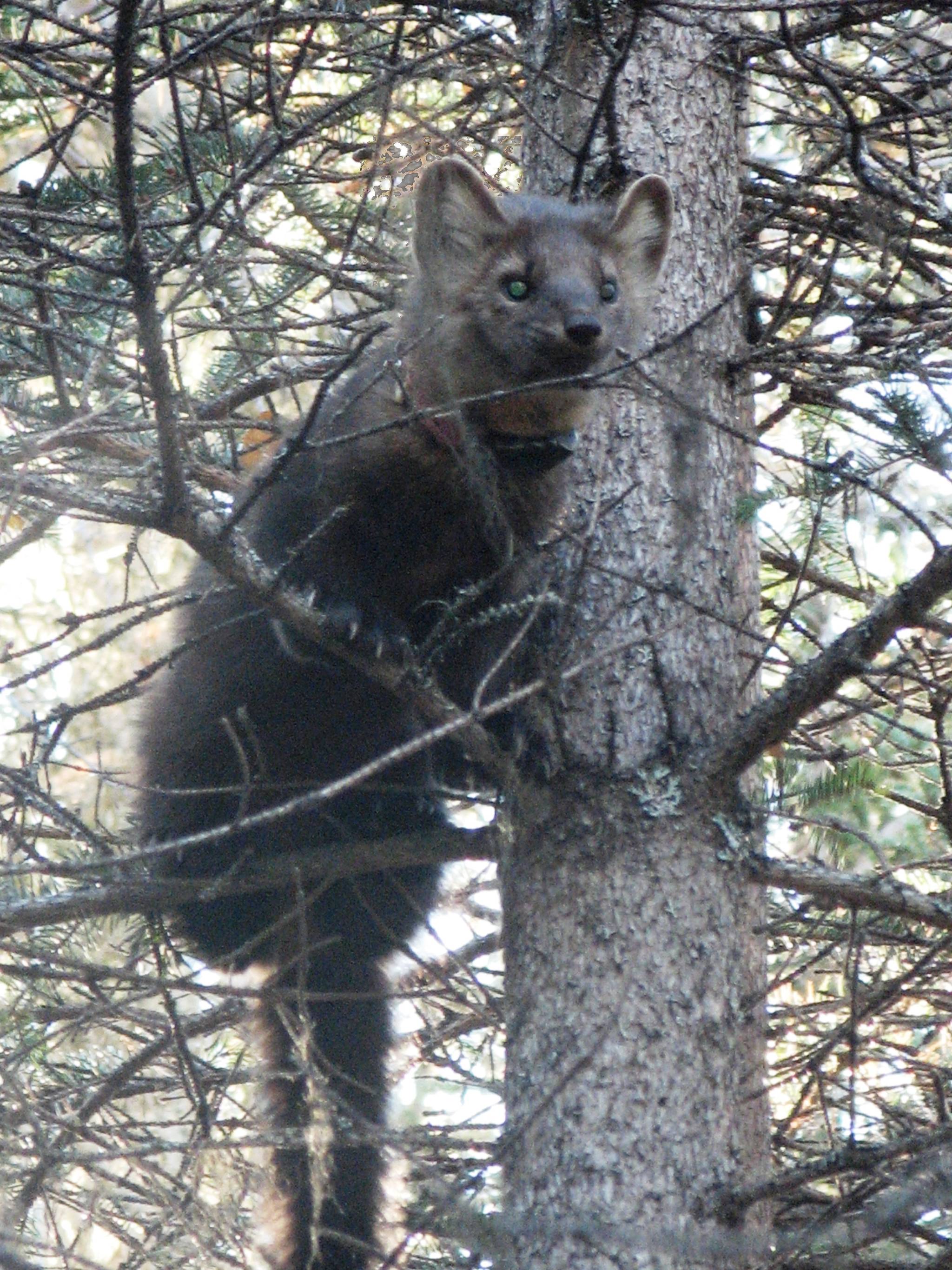 An American marten with a VHF radio collar was part of graduate research to assess if and why their distribution on the Kenai Peninsula has changed in recent years. (Photo courtesy Kenai National Wildlife Refuge)  An American marten with a VHF radio collar was part of graduate research to assess if and why their distribution on the Kenai Peninsula has changed in recent years. (Photo courtesy Kenai National Wildlife Refuge)