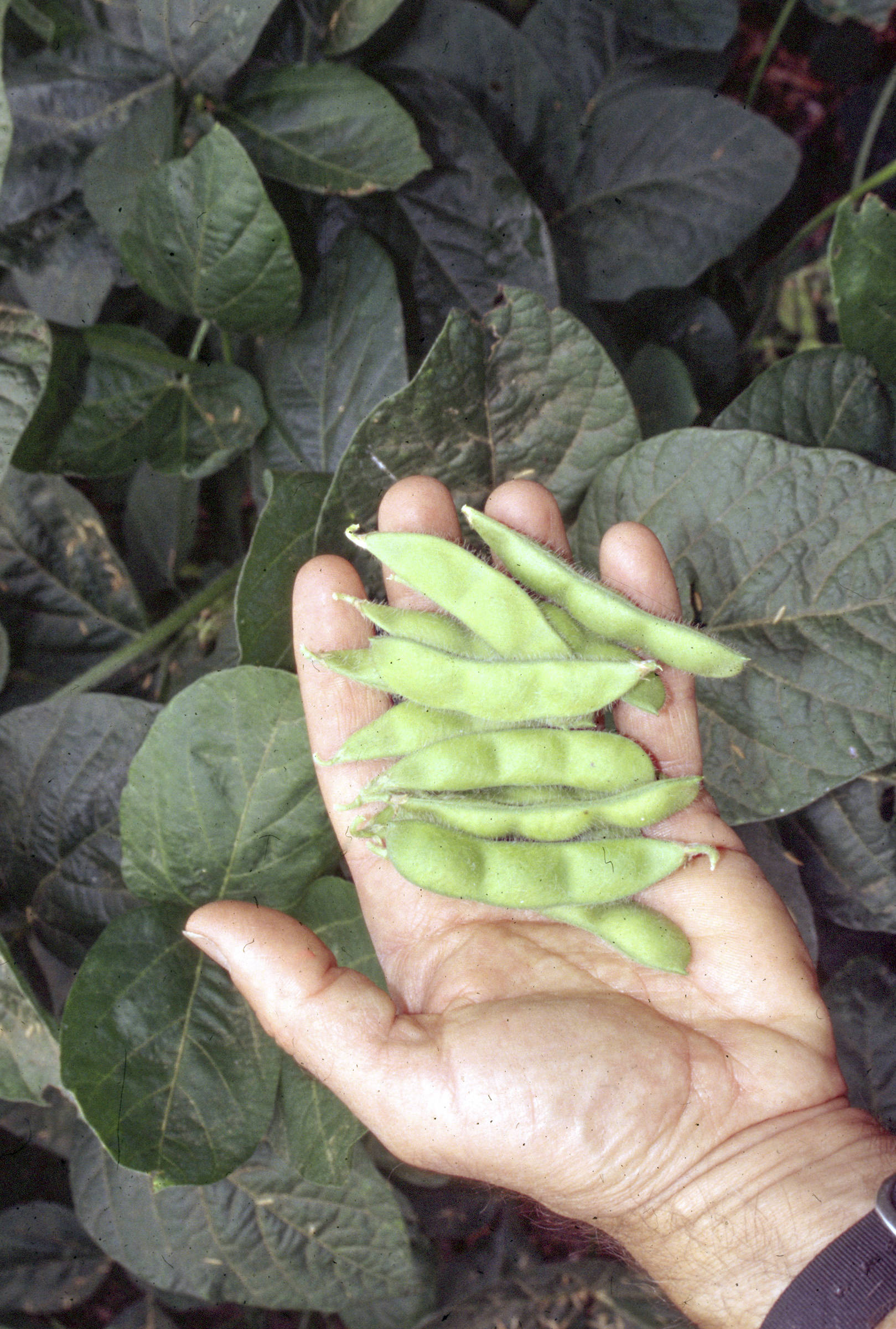 This undated photo shows edamame harvest in New Paltz, N.Y. Freshly picked, green, young soybeans, known as edamame, are easy to grow and combine the flavors and textures of fresh lima beans and peas. (Lee Reich via AP)  This undated photo shows edamame harvest in New Paltz, N.Y. Freshly picked, green, young soybeans, known as edamame, are easy to grow and combine the flavors and textures of fresh lima beans and peas. (Lee Reich via AP)