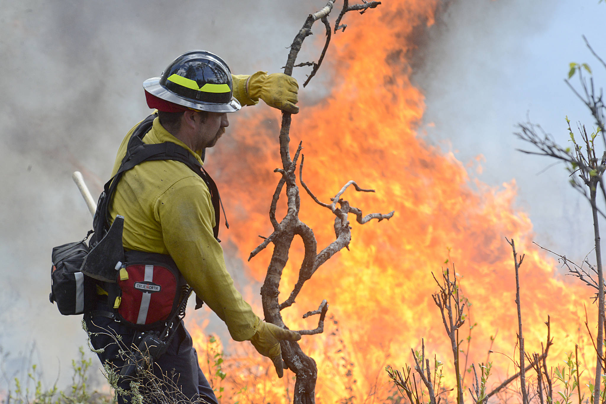 In this May 22, 2014 photo, Central Emergency Services firefighter Josh Thompson throws brush into a fire along Funny River Road as the group works to control the burning Funny River wildfire which consumed more than 63,000 acres of Kenai National Wildlife Refuge land. (Clarion file photo)